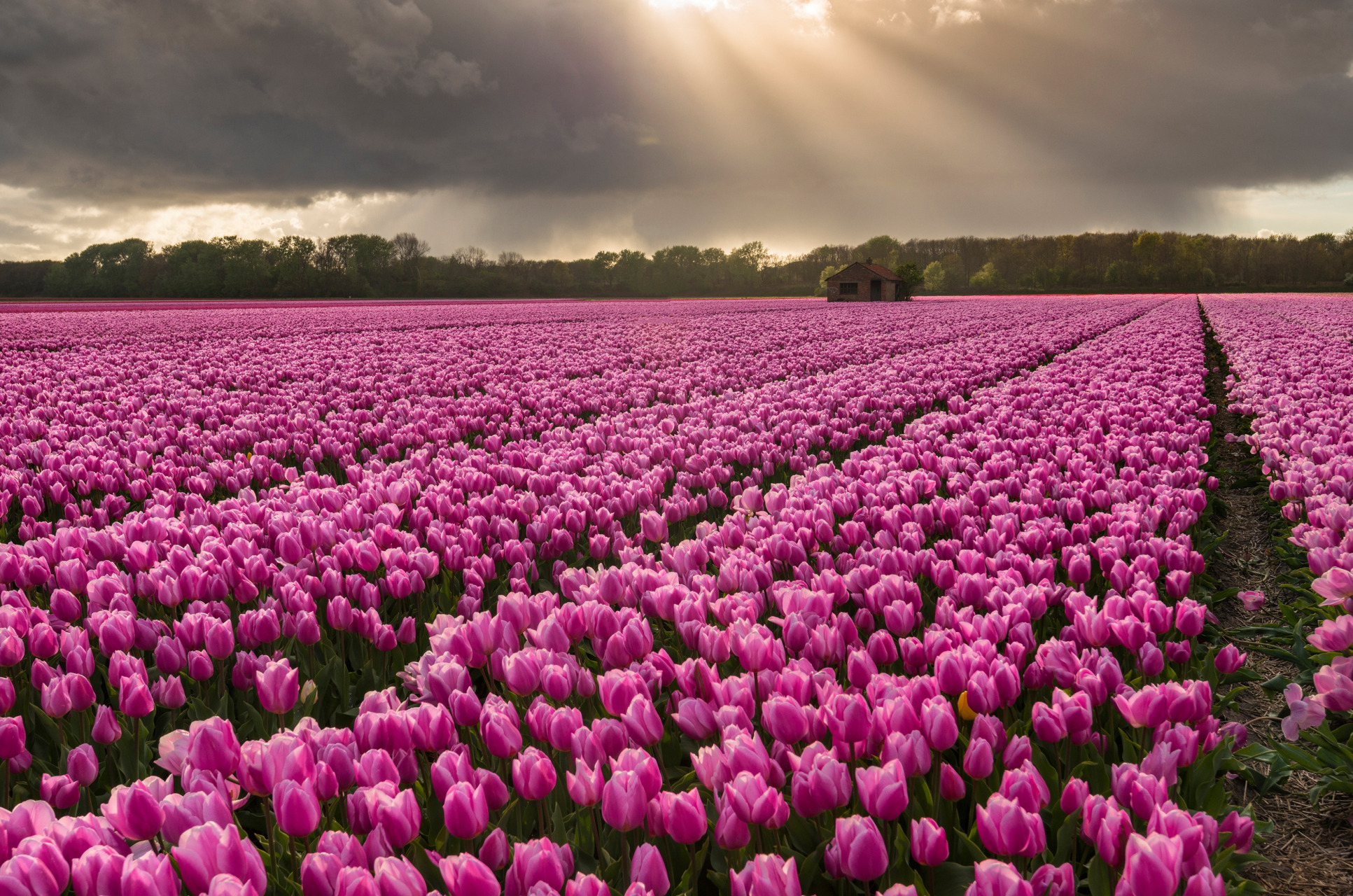 481666 Bildschirmschoner und Hintergrundbilder Blumen auf Ihrem Telefon. Laden Sie  Bilder kostenlos herunter