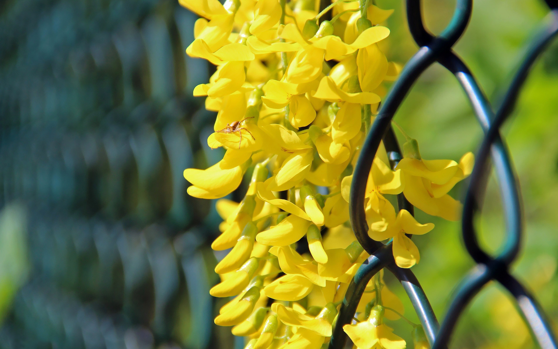 Handy-Wallpaper Blumen, Blume, Erde/natur kostenlos herunterladen.