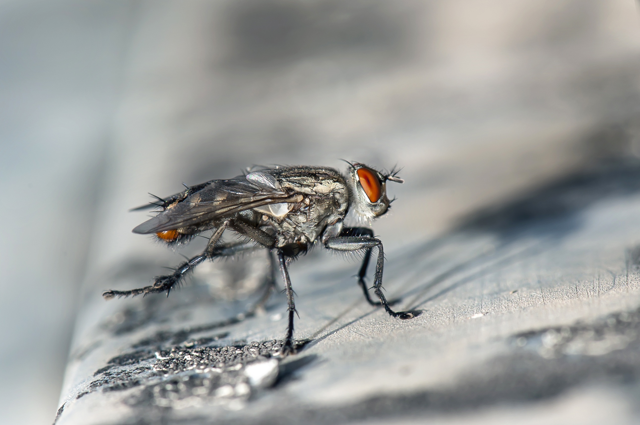 Download mobile wallpaper Macro, Blur, Close Up, Insect, Animal, Fly, Depth Of Field for free.