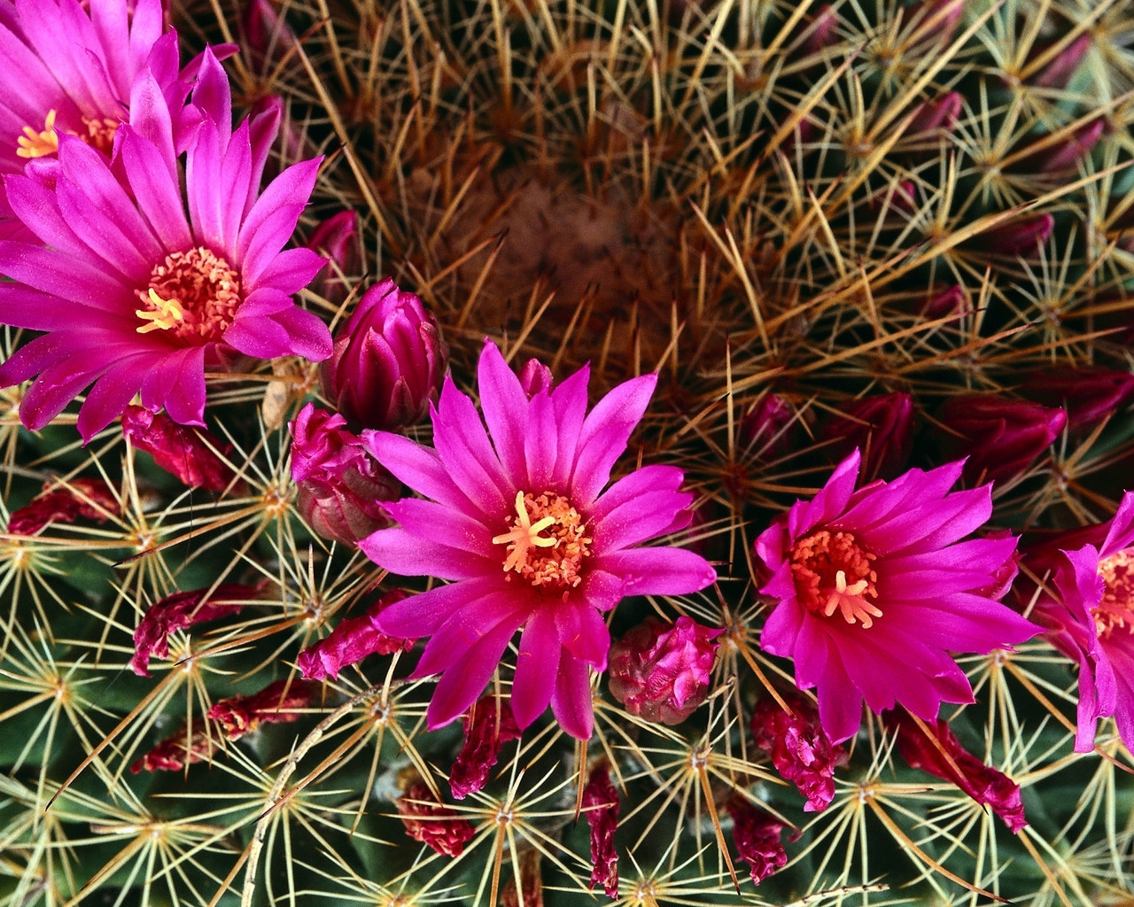 plants, cactuses, flowers 2160p