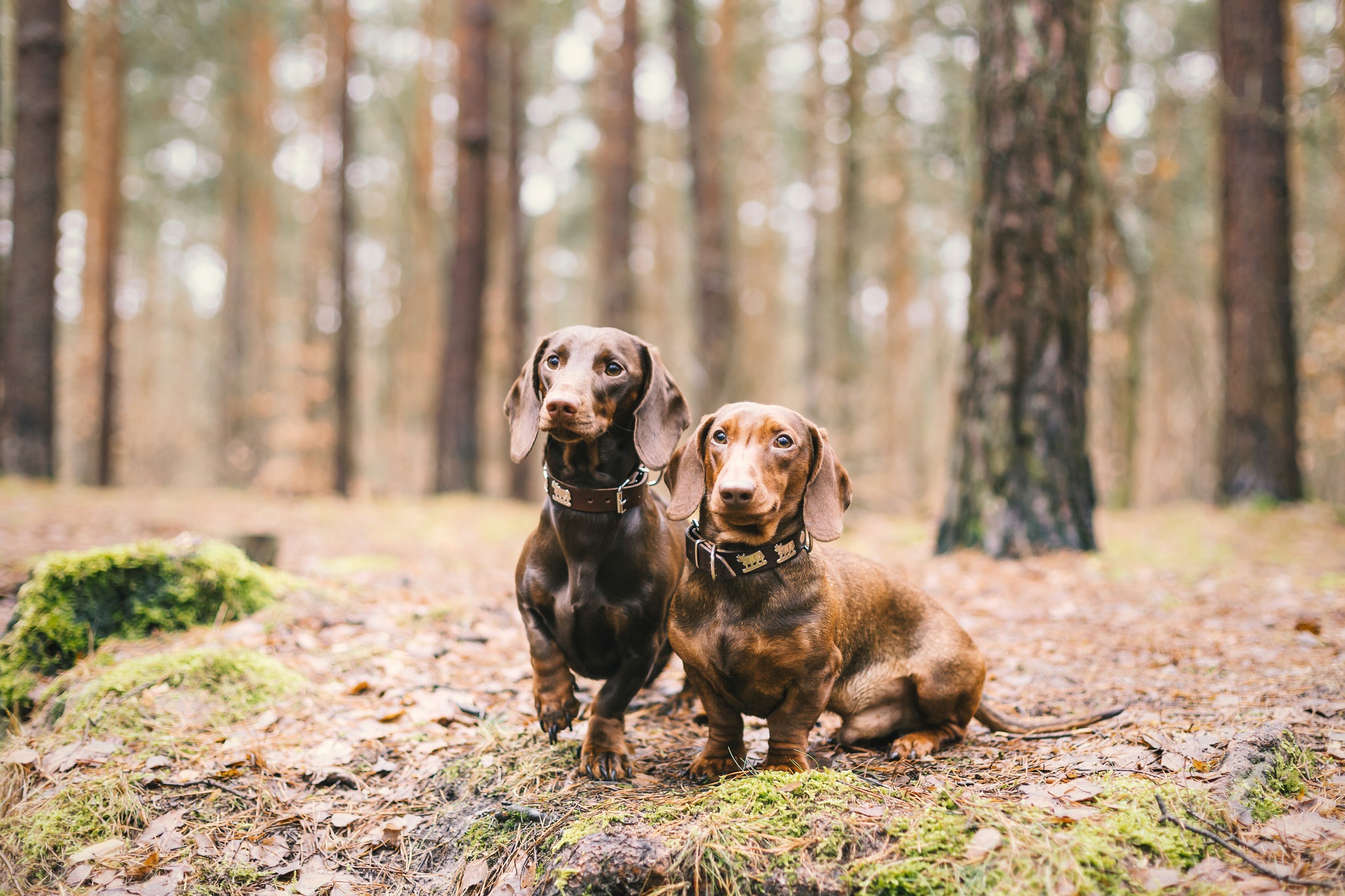 Download mobile wallpaper Dogs, Forest, Dog, Animal, Dachshund, Depth Of Field for free.