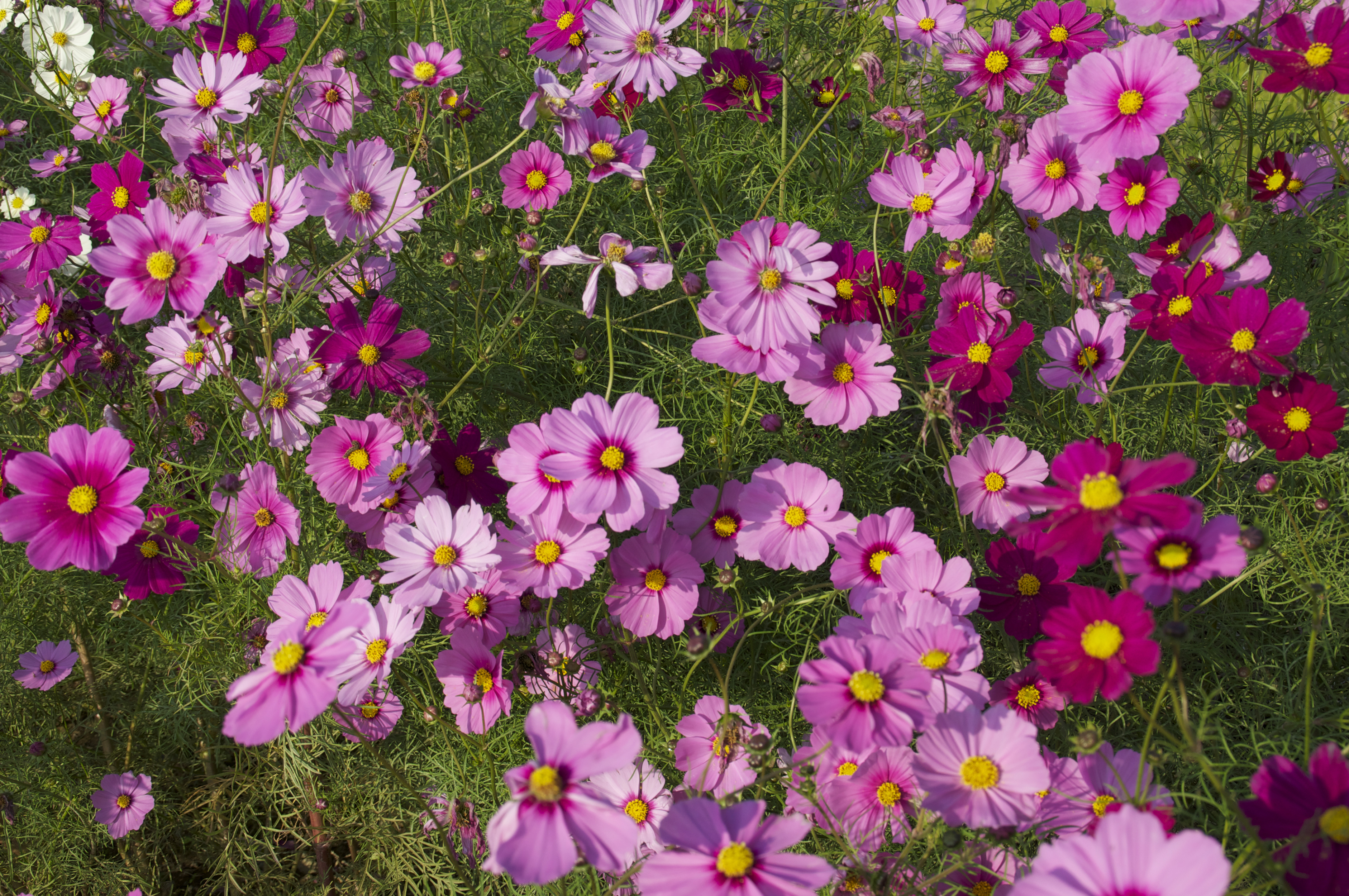 Laden Sie das Blumen, Blume, Erde/natur, Pinke Blume, Kosmeen-Bild kostenlos auf Ihren PC-Desktop herunter