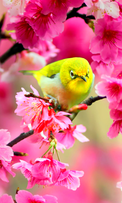 Téléchargez des papiers peints mobile Animaux, Des Oiseaux, Zostérops Du Japon gratuitement.