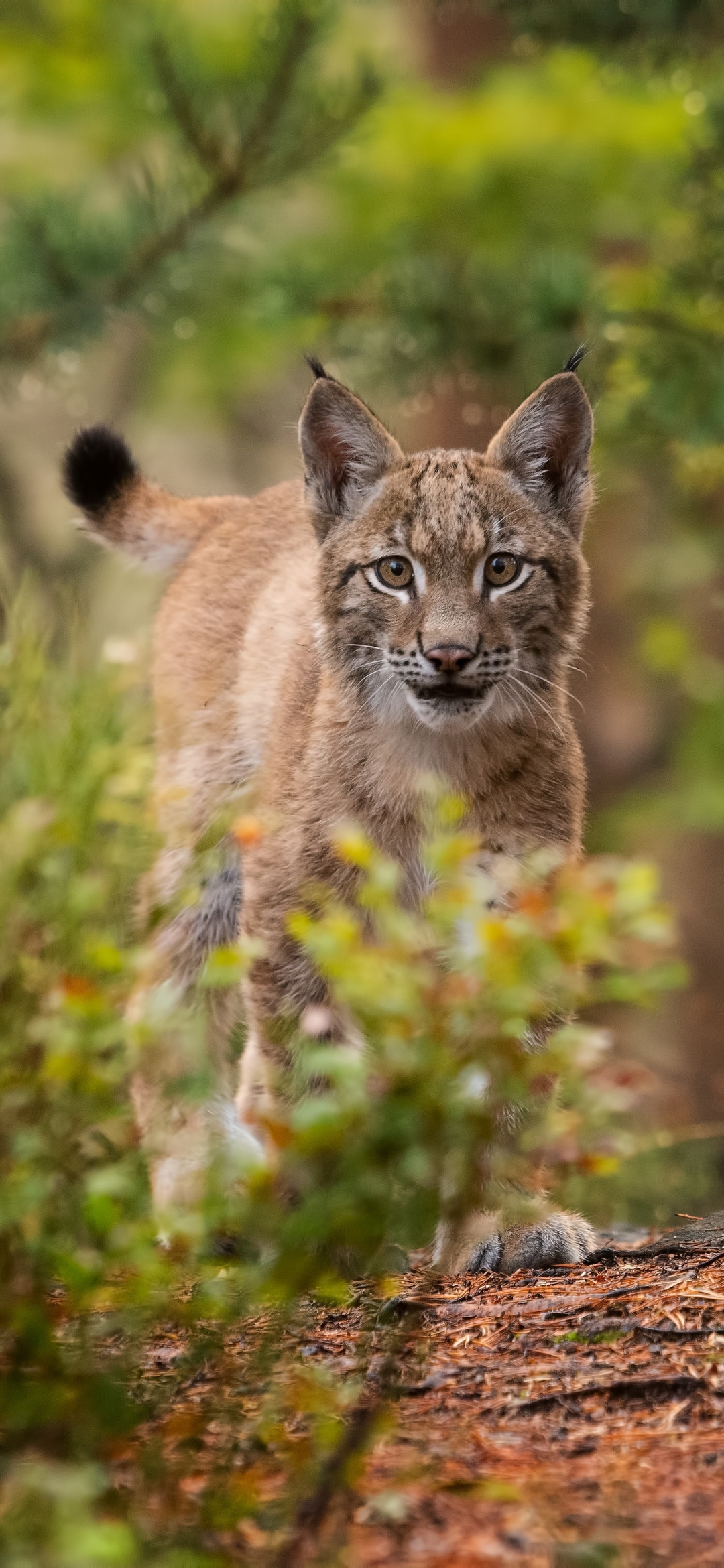 Handy-Wallpaper Tiere, Katzen, Luchs kostenlos herunterladen.