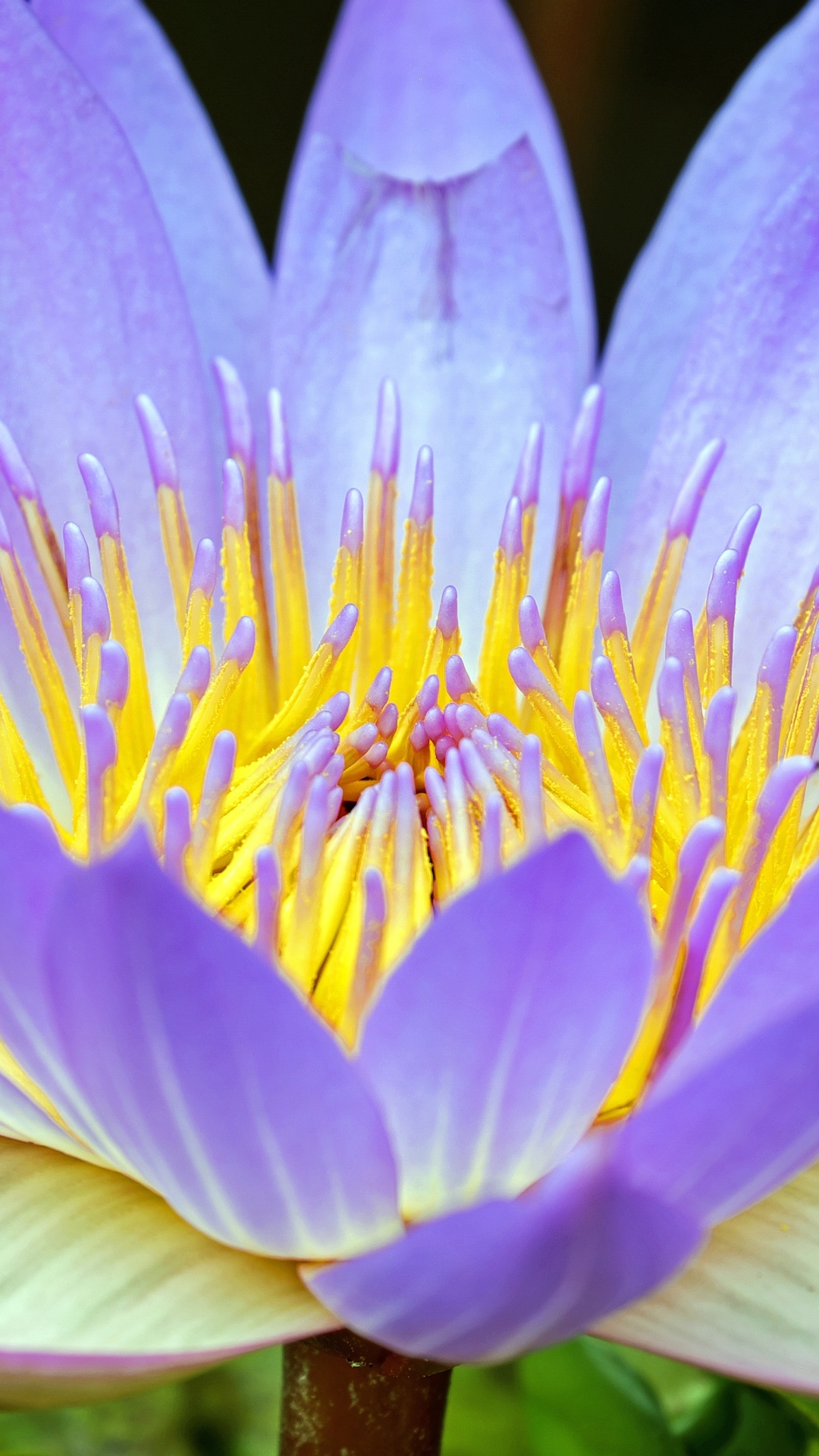 Download mobile wallpaper Flowers, Flower, Macro, Earth, Water Lily, Purple Flower for free.