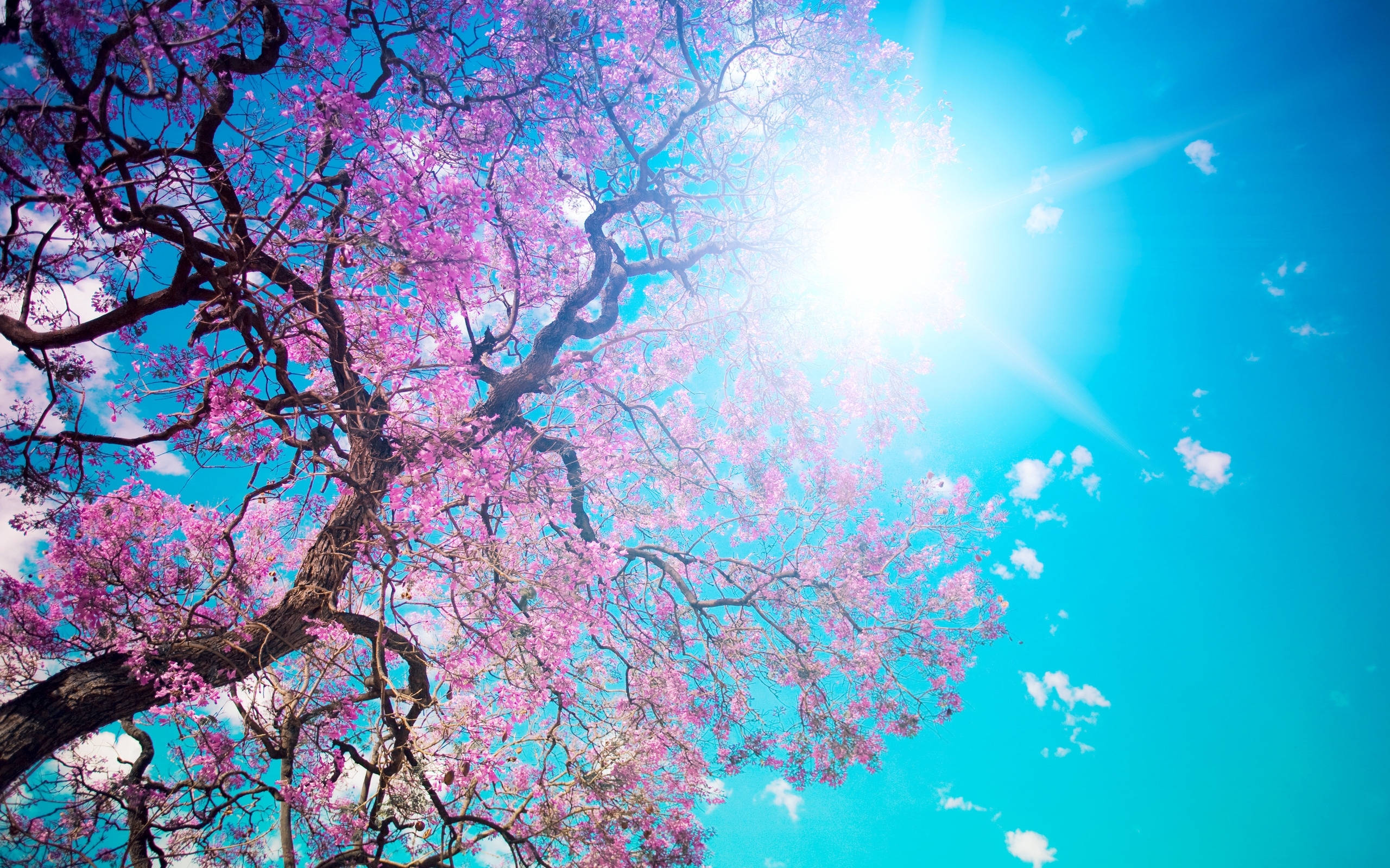 Laden Sie das Bäume, Pflanzen, Blumen-Bild kostenlos auf Ihren PC-Desktop herunter