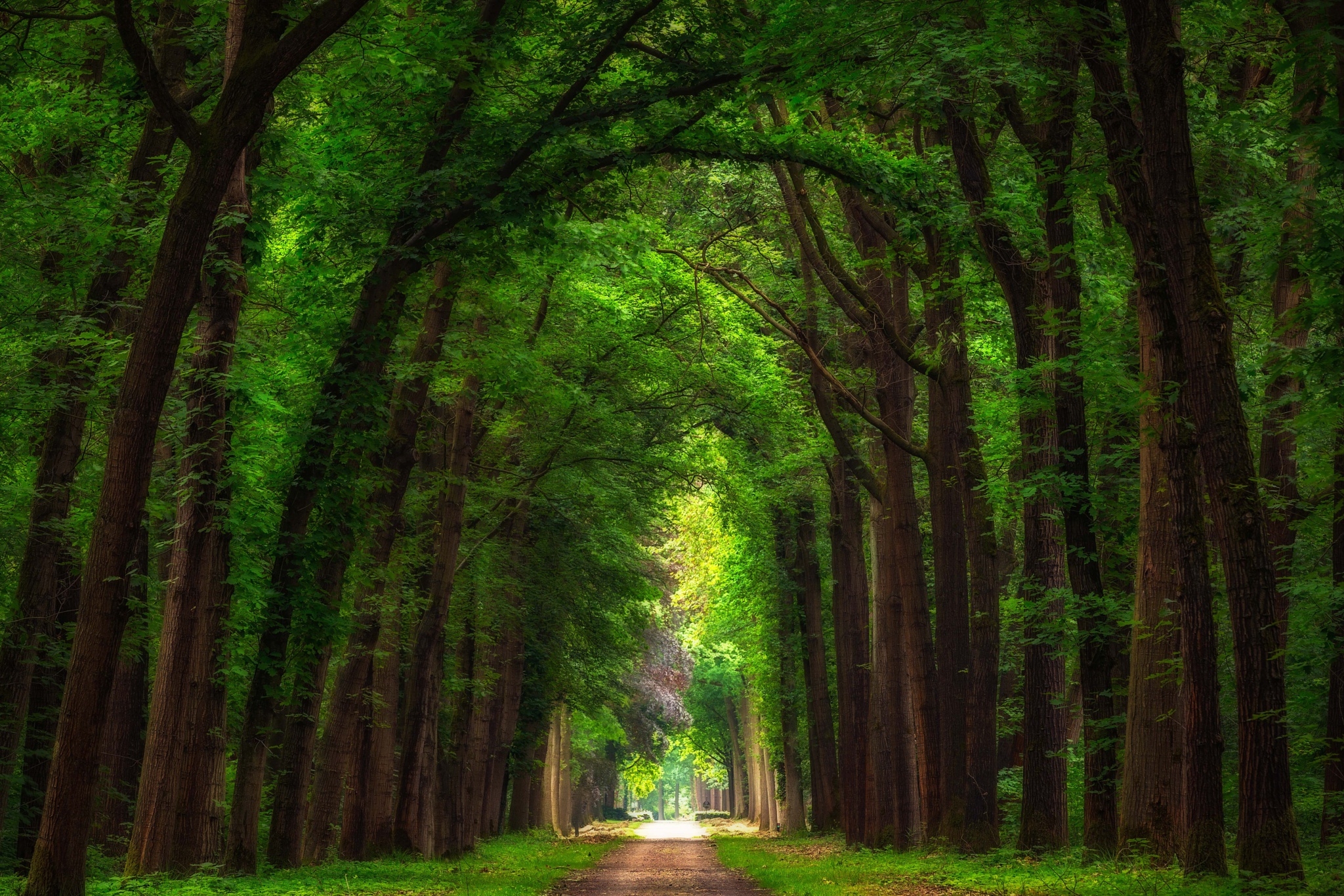 Download mobile wallpaper Nature, Road, Tree, Man Made, Tree Lined, Dirt Road for free.