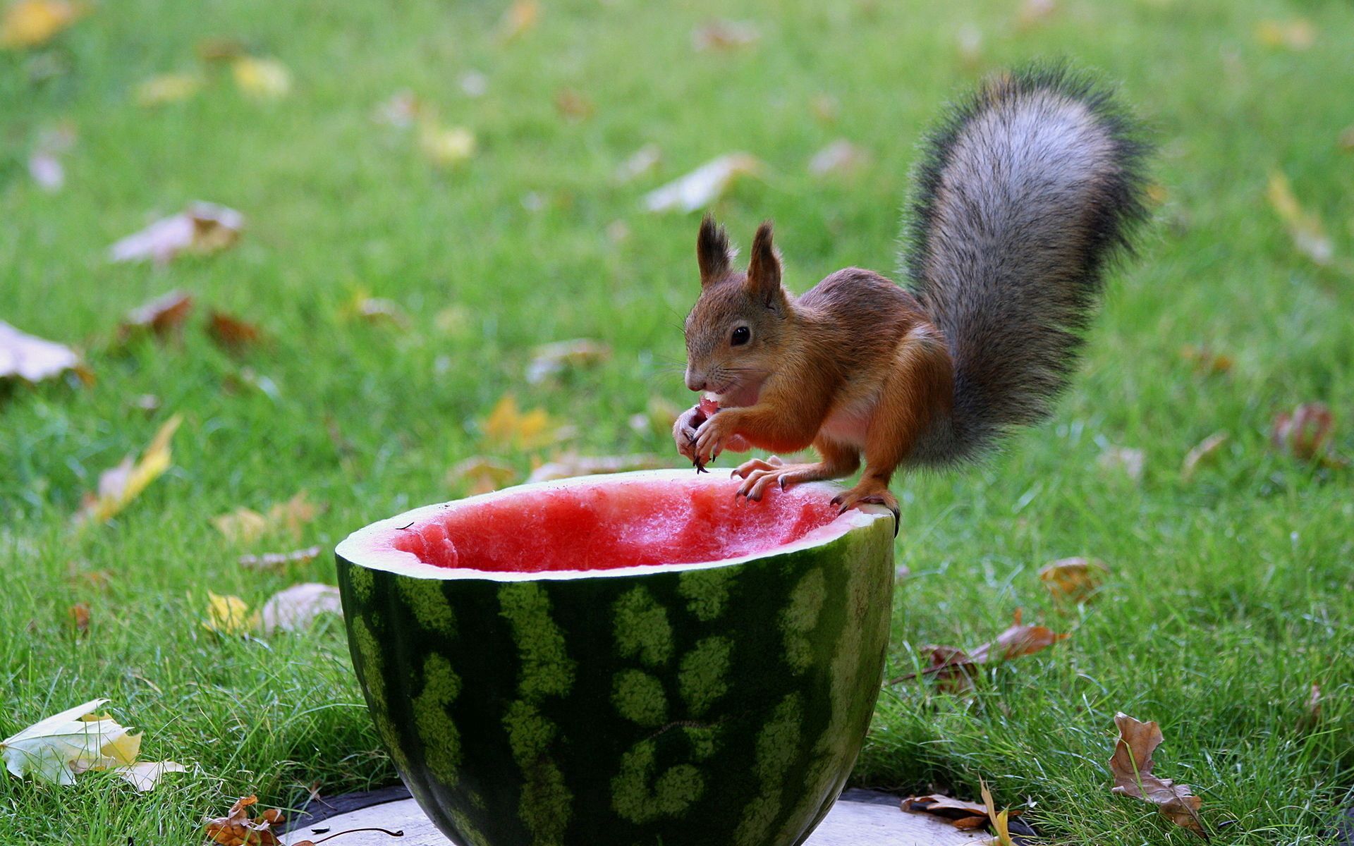 watermelon, animals, squirrel, food, grass, autumn, leaves