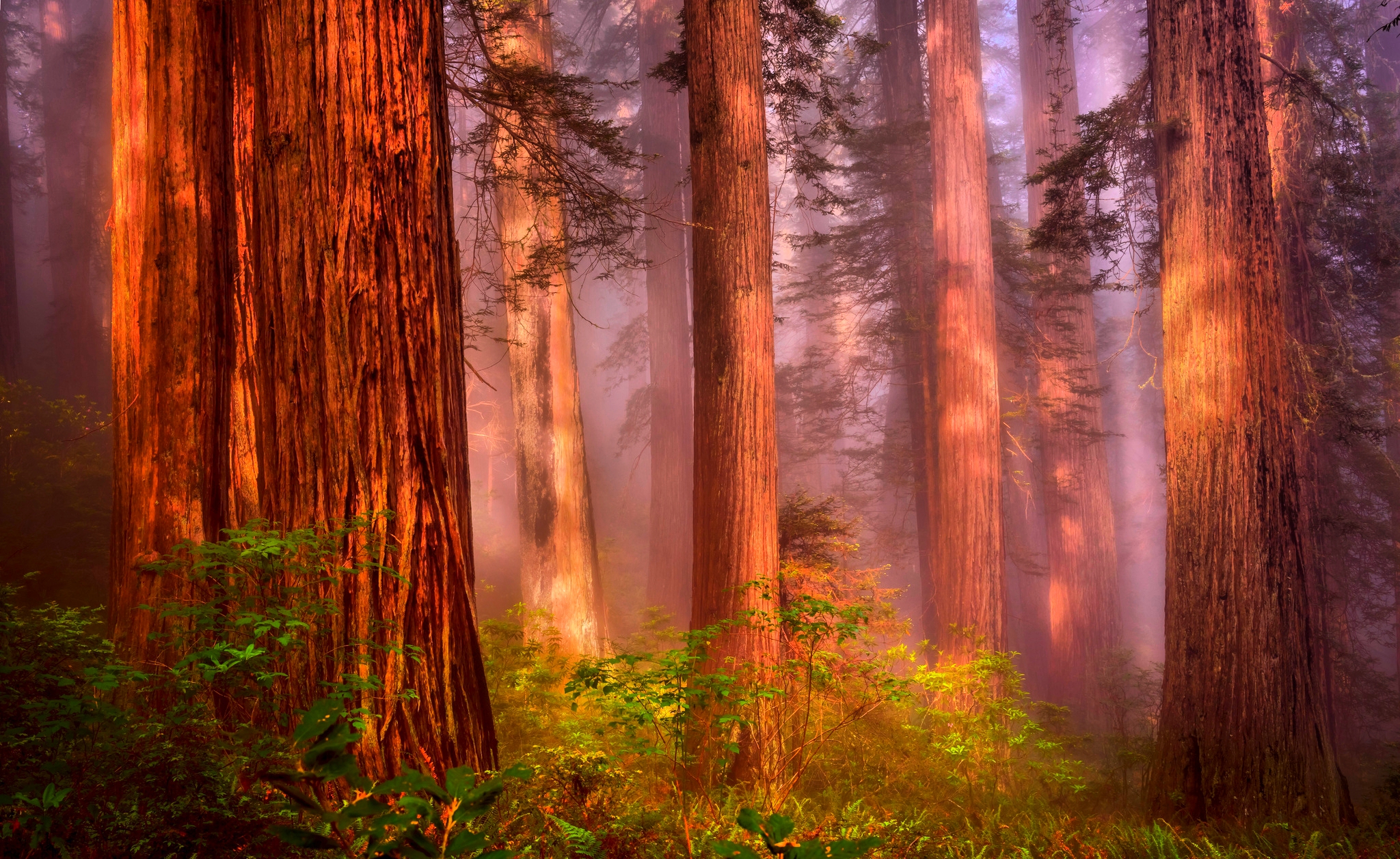 無料モバイル壁紙木, 森, 霧, 地球, レッドウッドをダウンロードします。