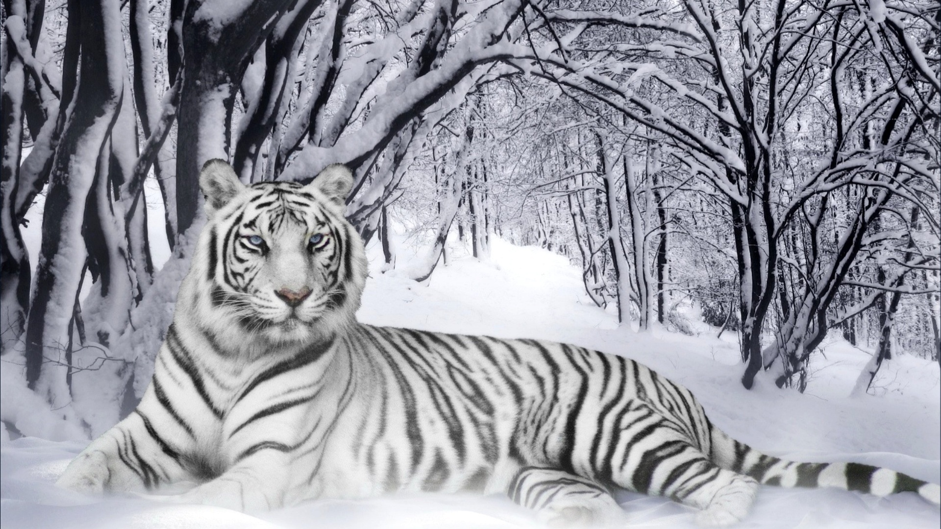 308239 télécharger le fond d'écran tigre blanc, animaux, chats - économiseurs d'écran et images gratuitement