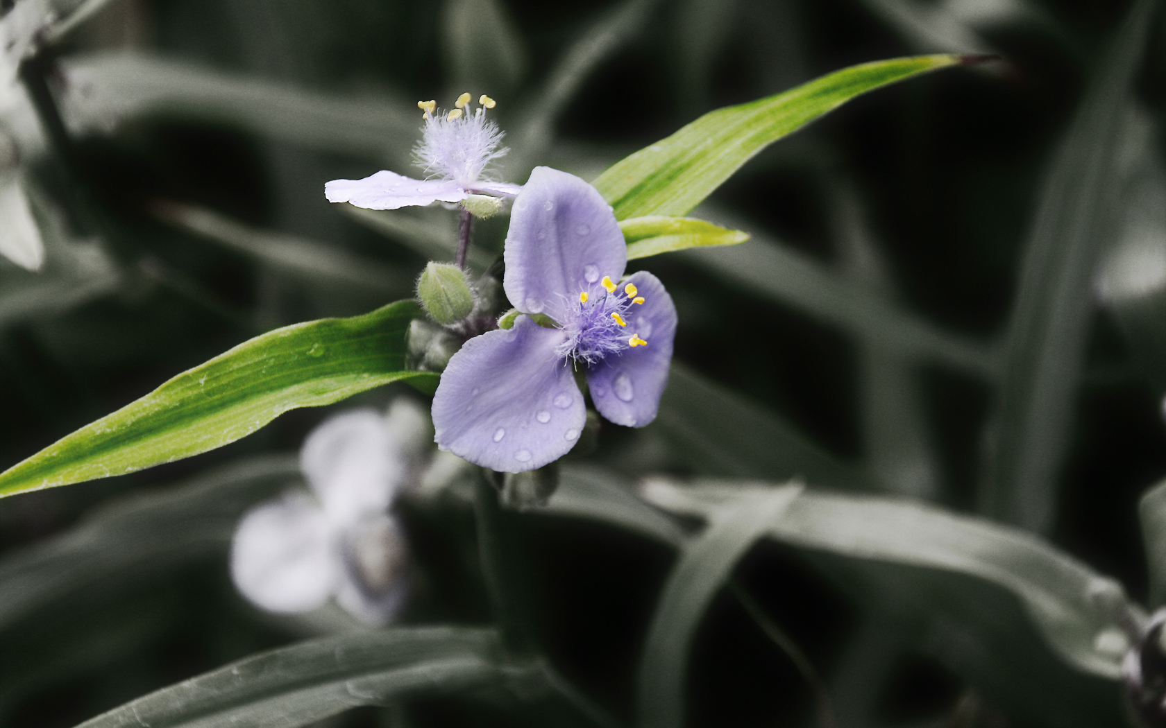 Téléchargez gratuitement l'image Fleurs, Fleur, Terre/nature sur le bureau de votre PC