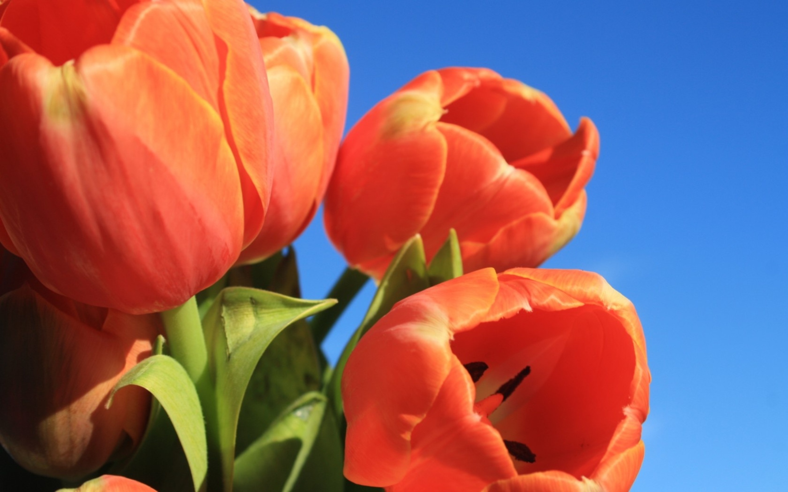 Скачати мобільні шпалери Апельсинова Квітка, Тюльпан, Флауерзи, Квітка, Земля безкоштовно.