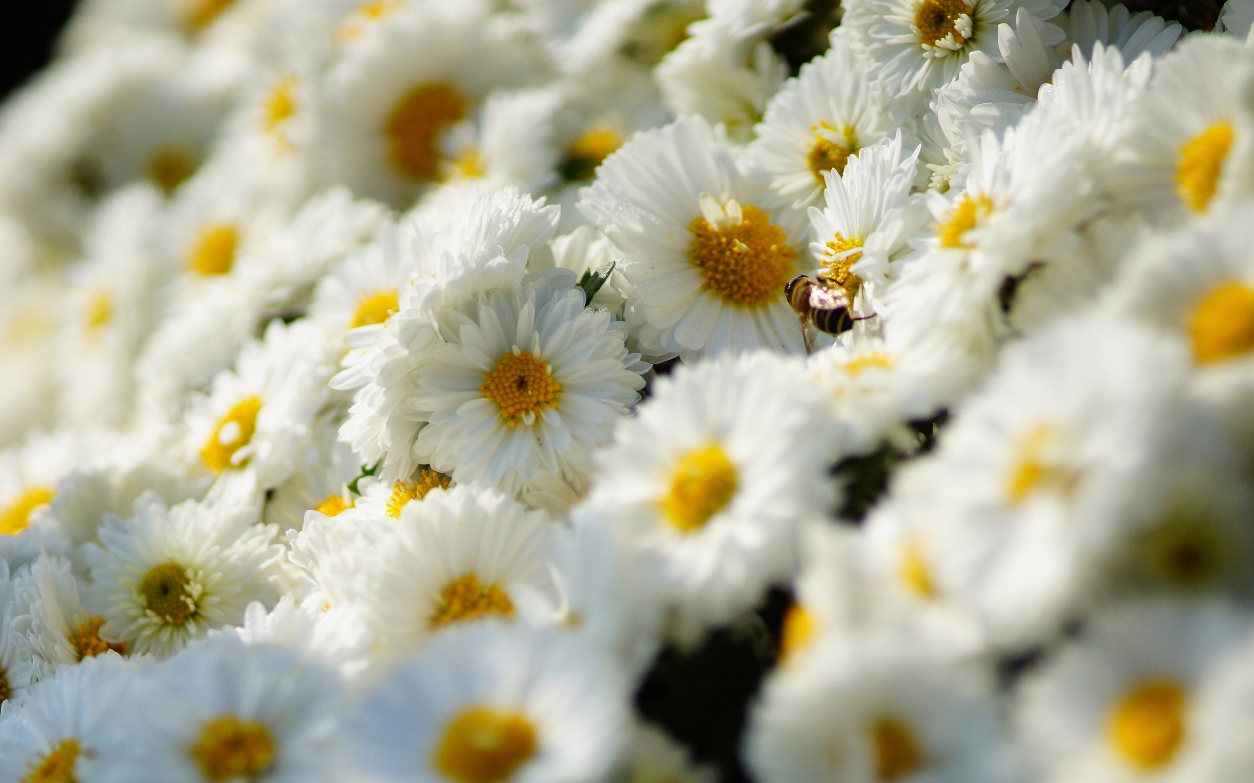 Descarga gratuita de fondo de pantalla para móvil de Flores, Flor, Tierra/naturaleza.