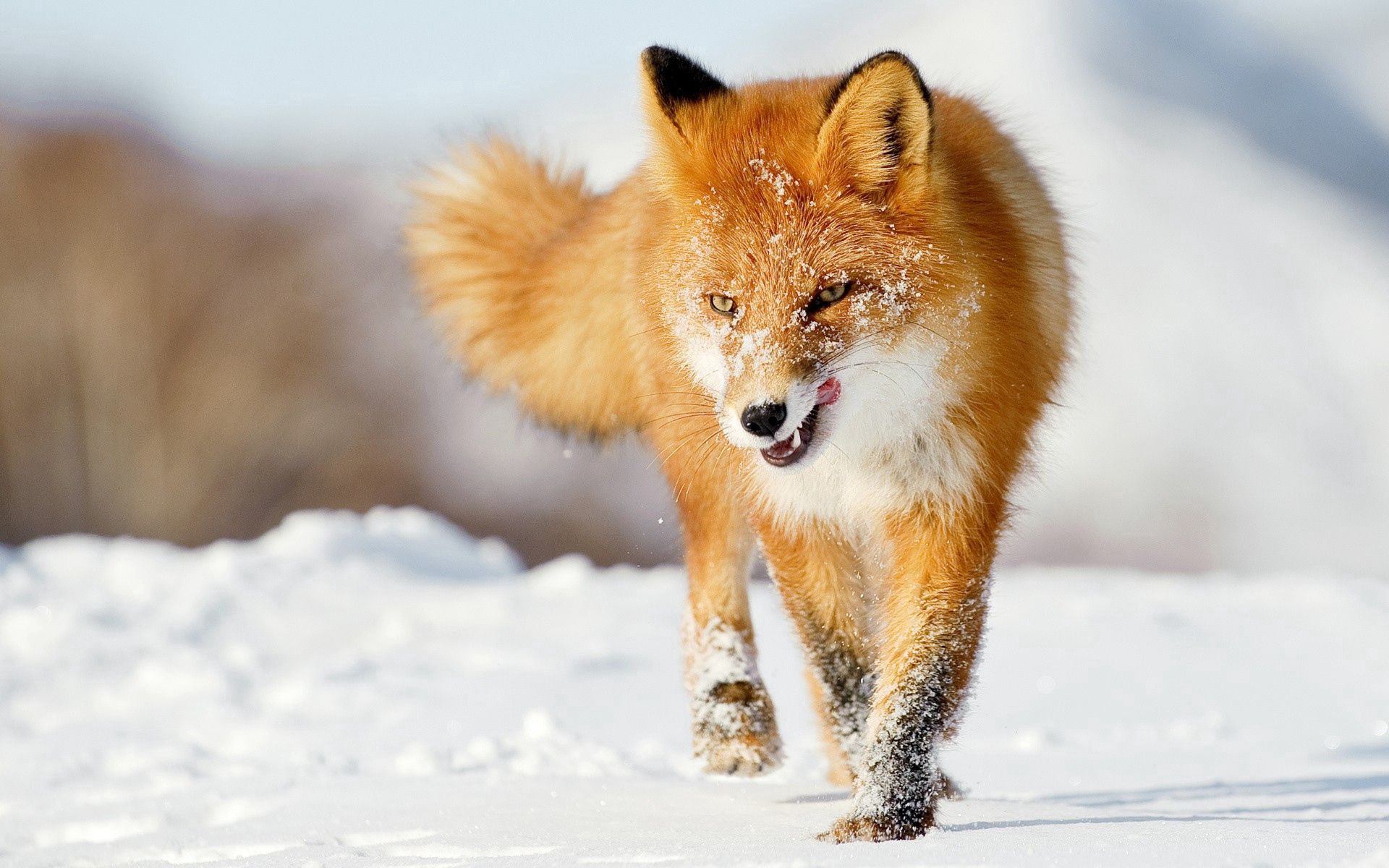 fox, animals, winter, snow, run away, run