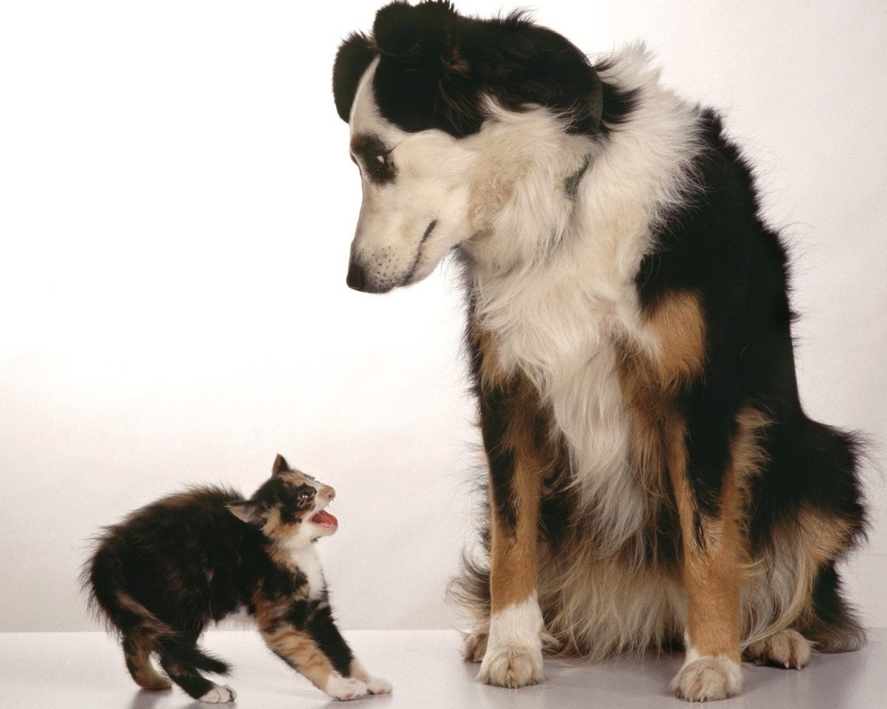 Laden Sie das Tiere, Katze, Hund, Katz & Hund-Bild kostenlos auf Ihren PC-Desktop herunter