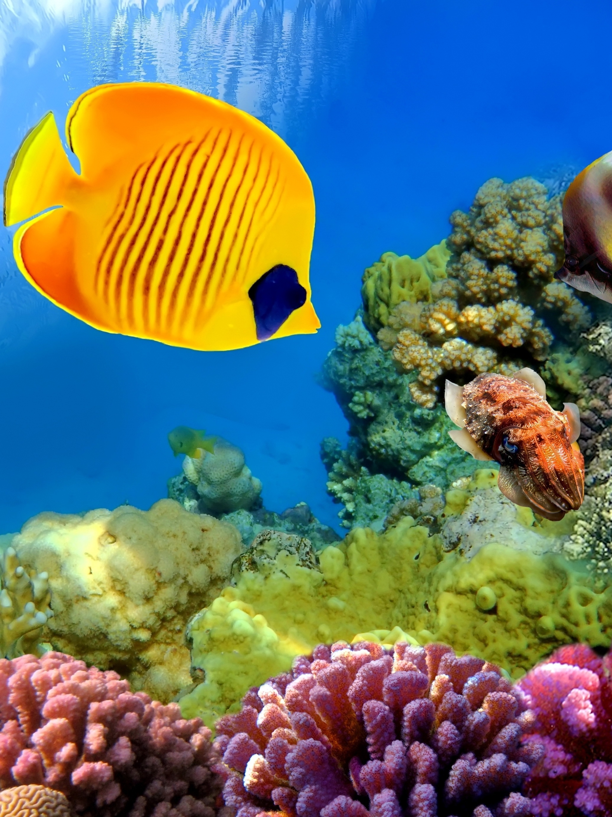 無料モバイル壁紙動物, 魚, サンゴ礁, 水中, 魚類, チョウチョウウオをダウンロードします。