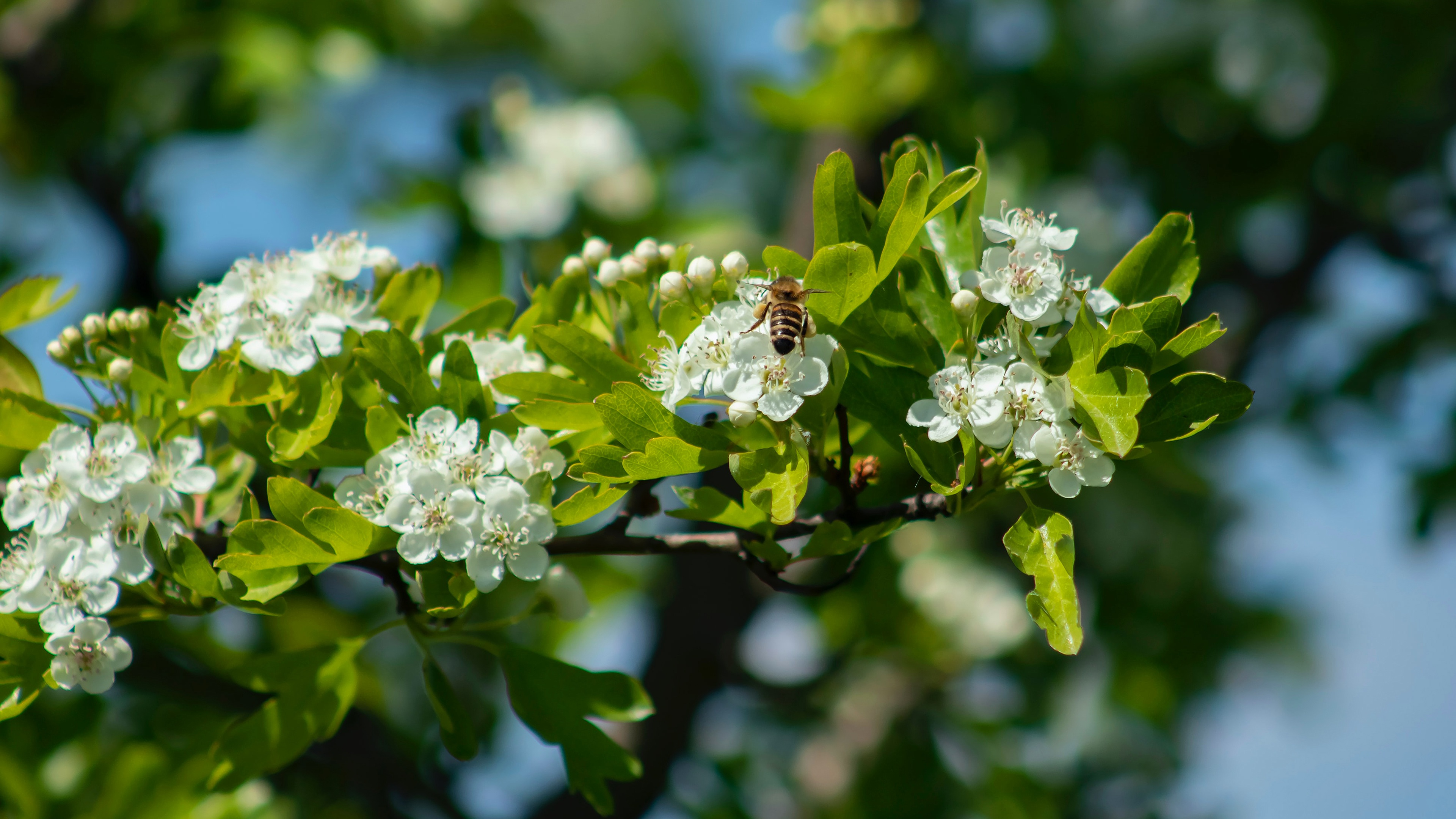 Free download wallpaper Branch, Insect, Bee, Animal, Spring, Blossom on your PC desktop