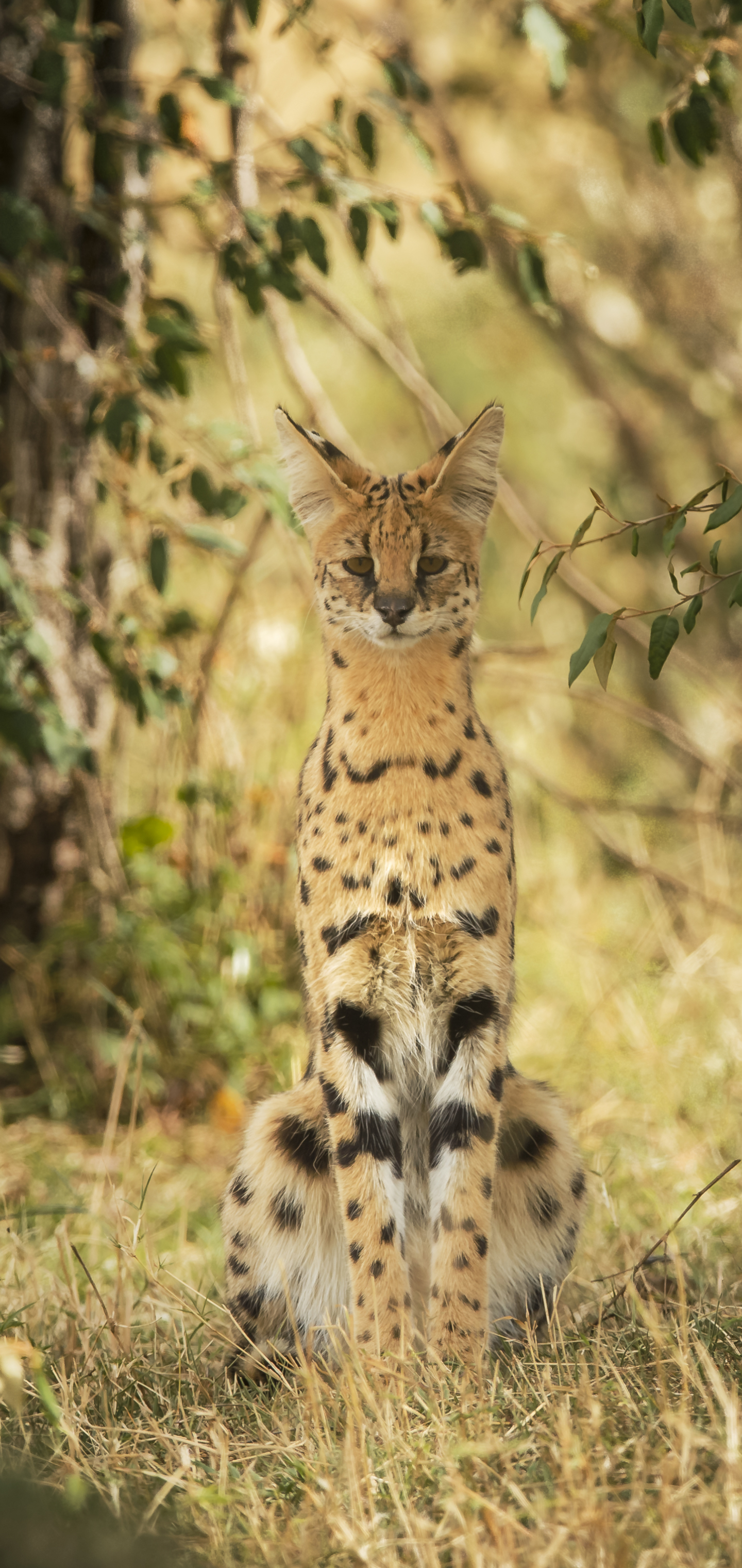 1172005 Bild herunterladen tiere, serval, katzen - Hintergrundbilder und Bildschirmschoner kostenlos