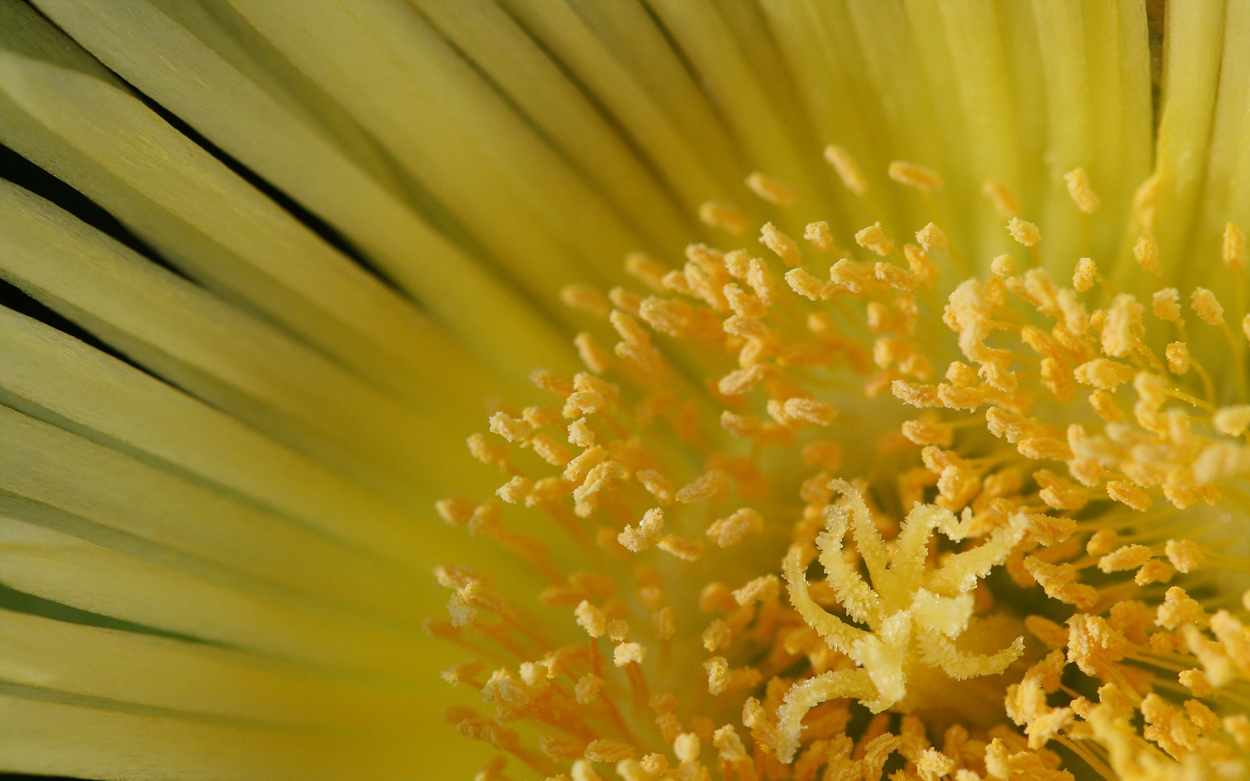 Téléchargez gratuitement l'image Fleur, Terre/nature sur le bureau de votre PC