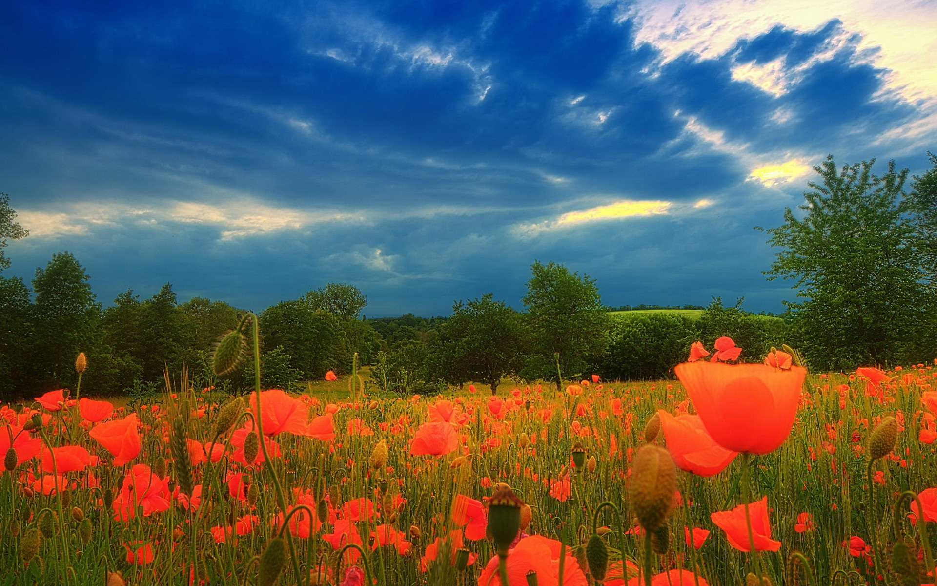 Download mobile wallpaper Poppy, Flowers, Earth for free.