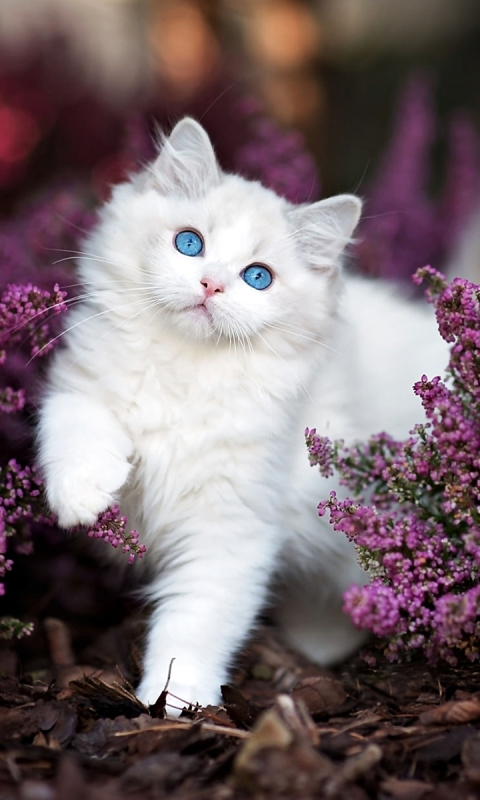 無料モバイル壁紙動物, 花, ネコ, 猫, ふわふわ, 子猫, 可愛い, 紫色の花をダウンロードします。