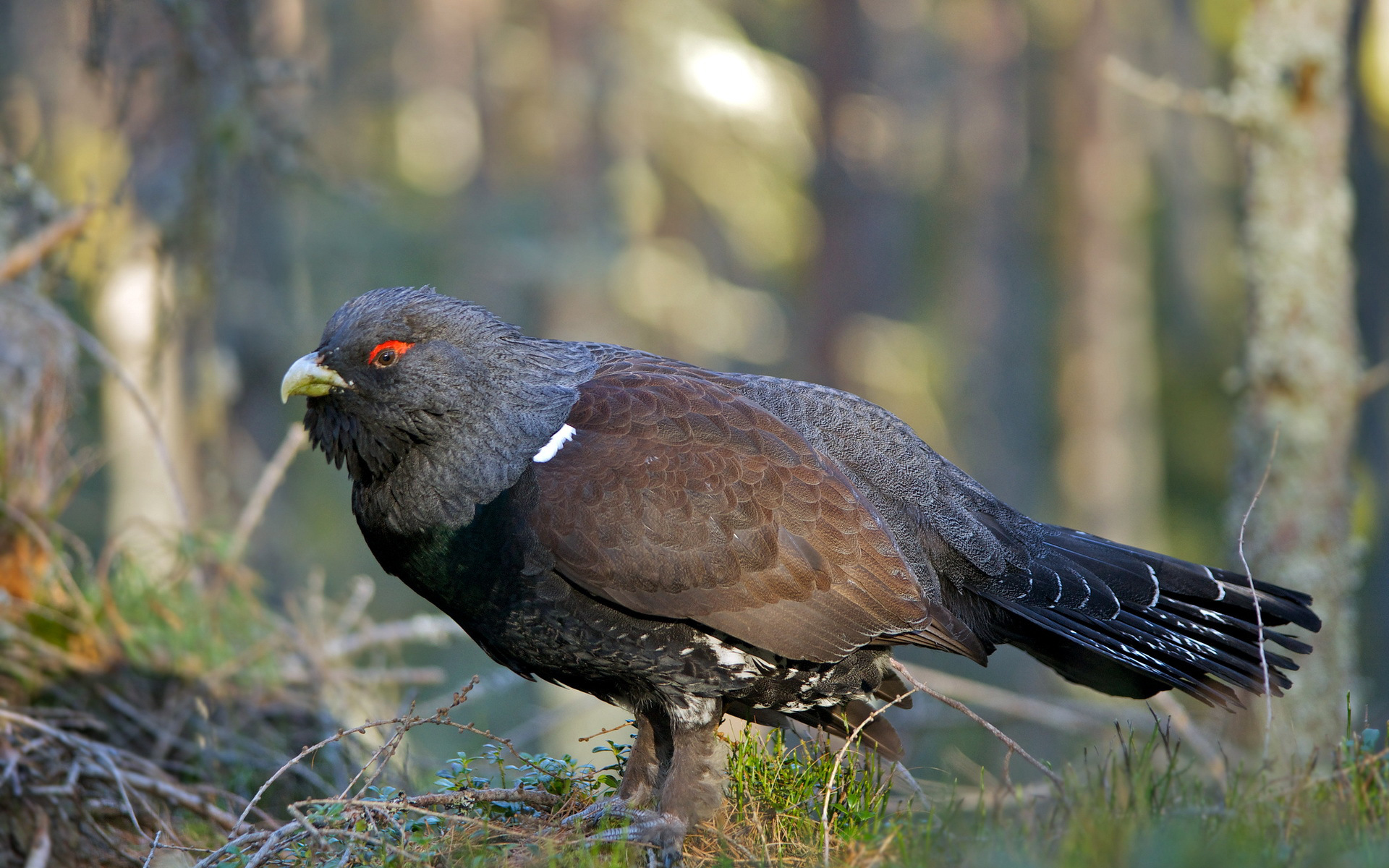 Téléchargez gratuitement l'image Oiseau, Des Oiseaux, Animaux sur le bureau de votre PC