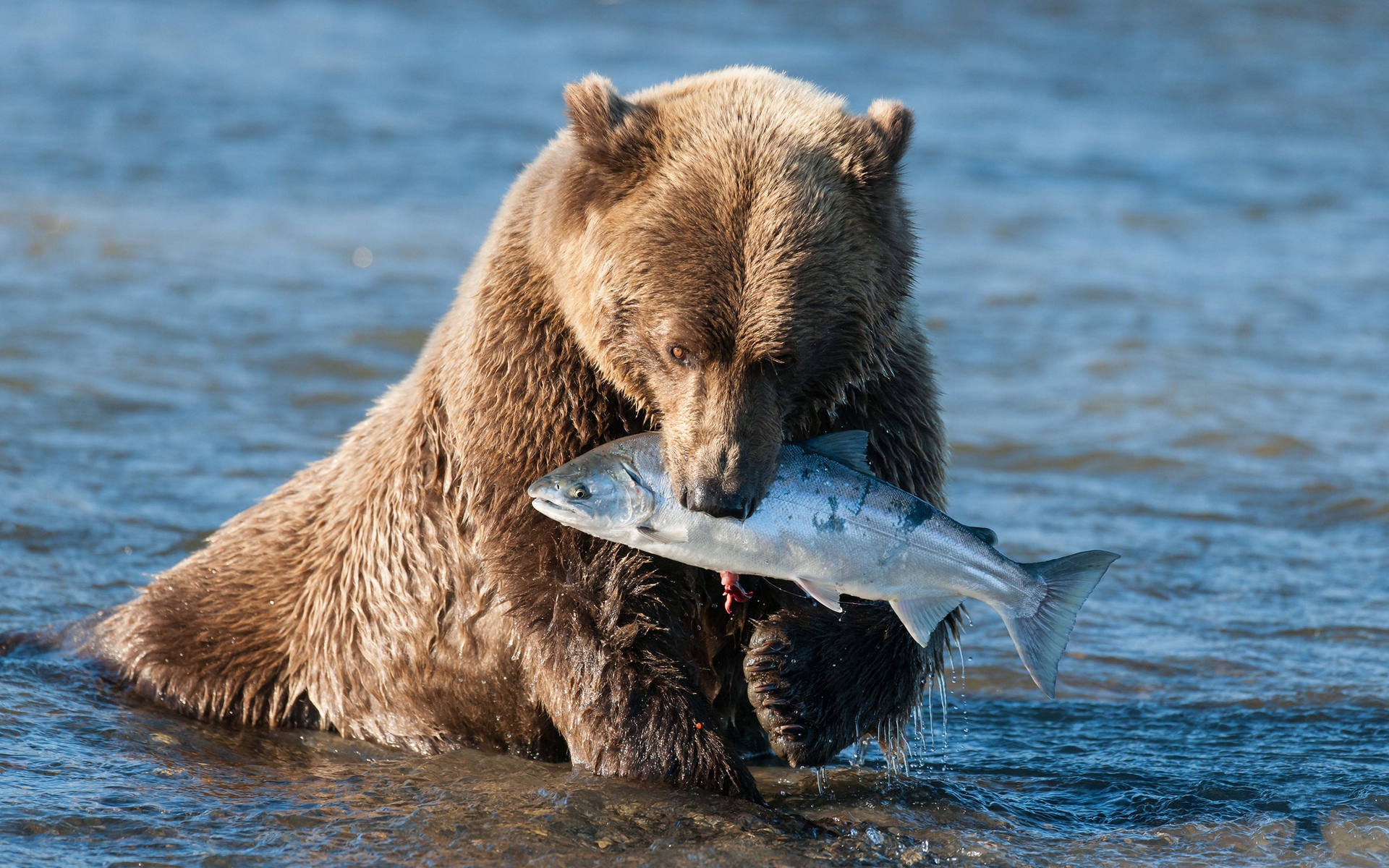 282851 Bild herunterladen bären, tiere, grizzlybär - Hintergrundbilder und Bildschirmschoner kostenlos