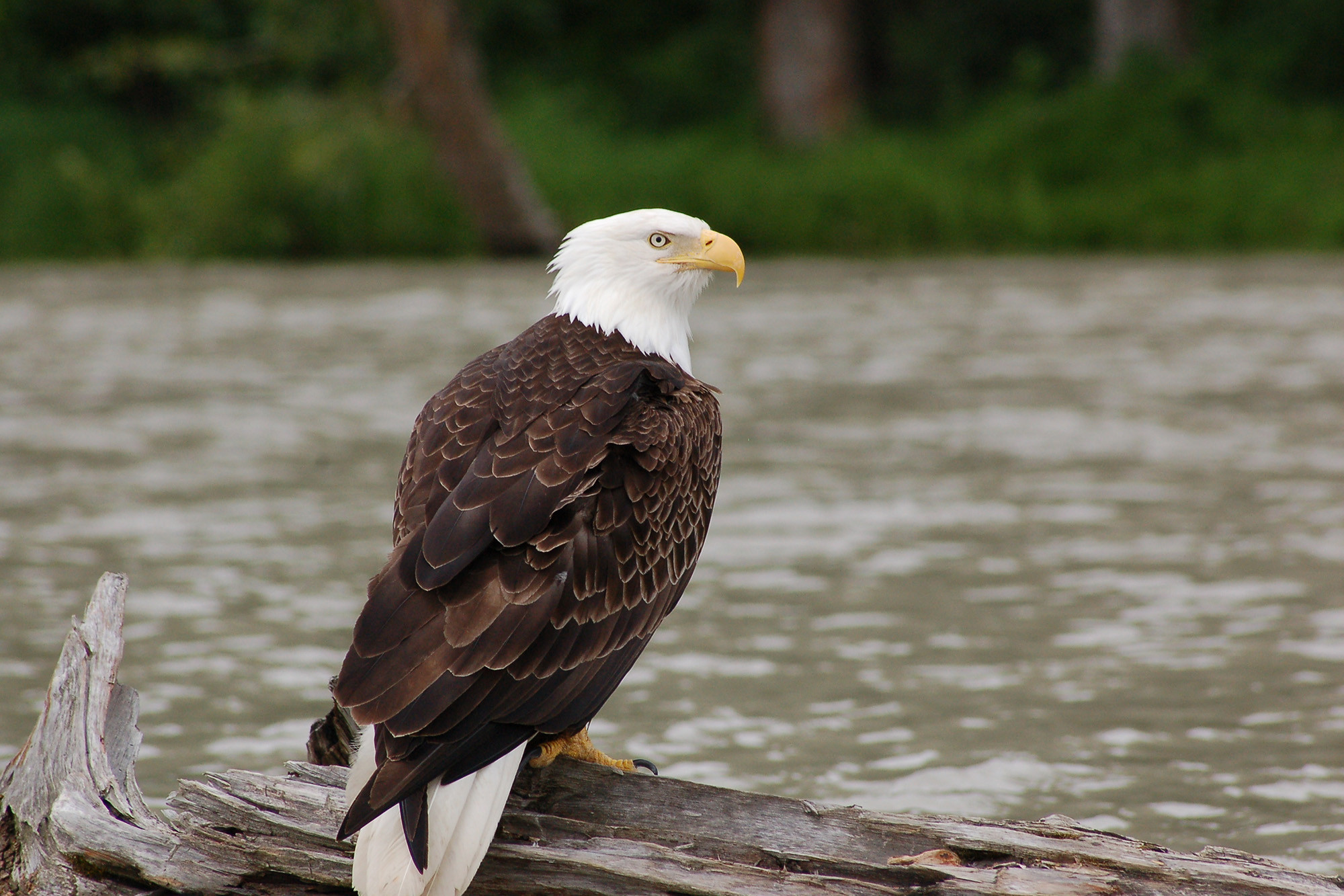 Handy-Wallpaper Tiere, Vögel, Vogel, Adler, Weißkopfseeadler, Raubvogel kostenlos herunterladen.