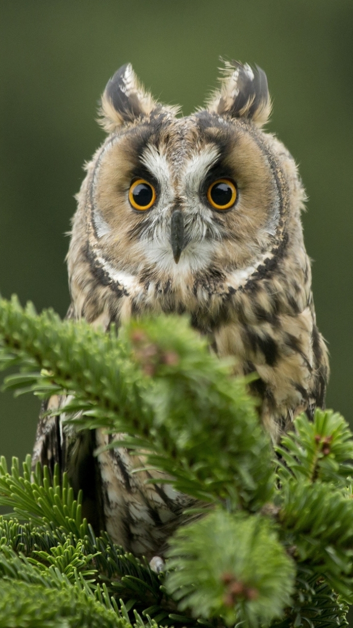Download mobile wallpaper Birds, Owl, Macro, Bird, Animal for free.