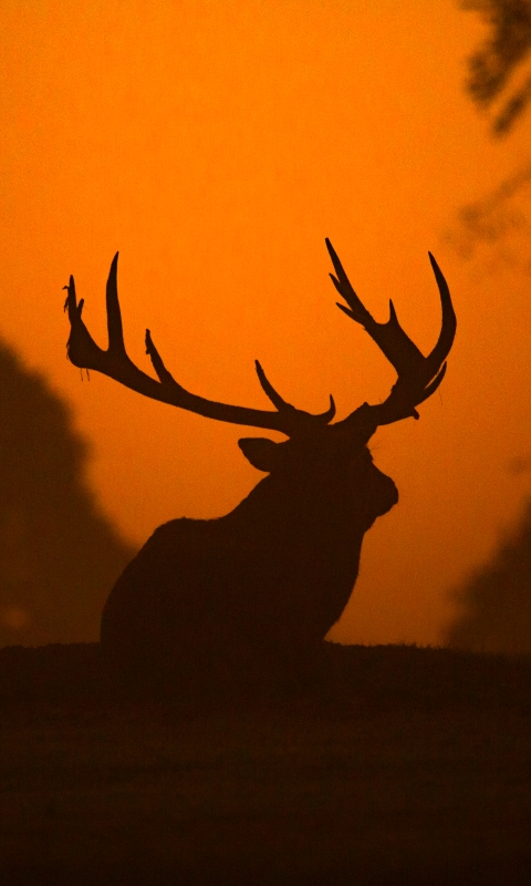 Handy-Wallpaper Tiere, Natur, Hirsch kostenlos herunterladen.