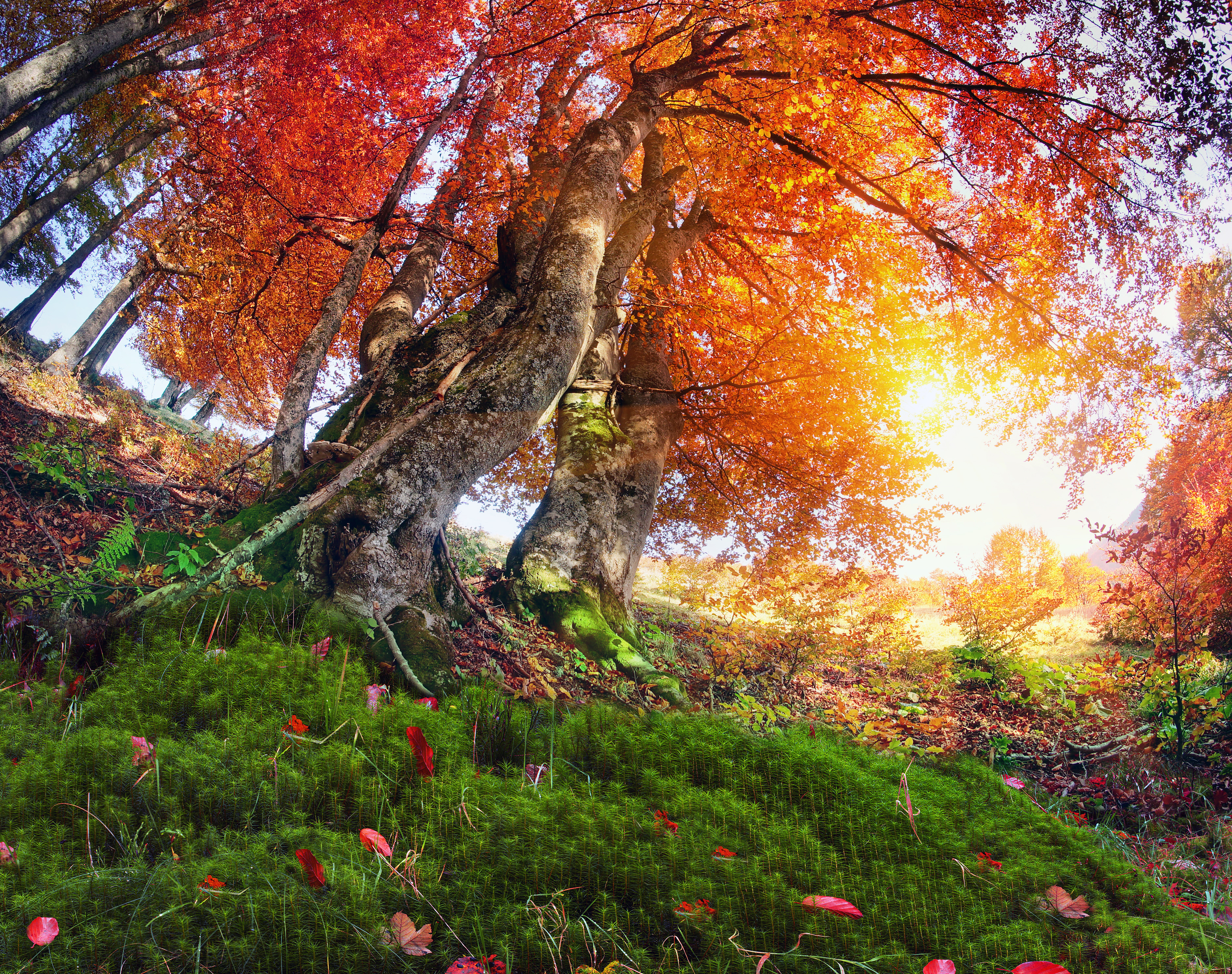 Скачать картинку Природа, Деревья, Осень, Дерево, Солнечный Луч, Земля/природа в телефон бесплатно.