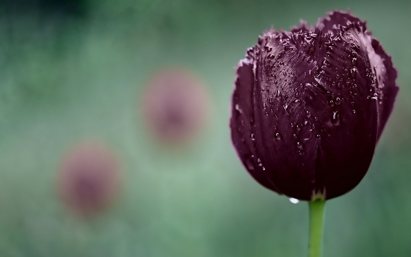 Handy-Wallpaper Blume, Tulpe, Erde/natur kostenlos herunterladen.