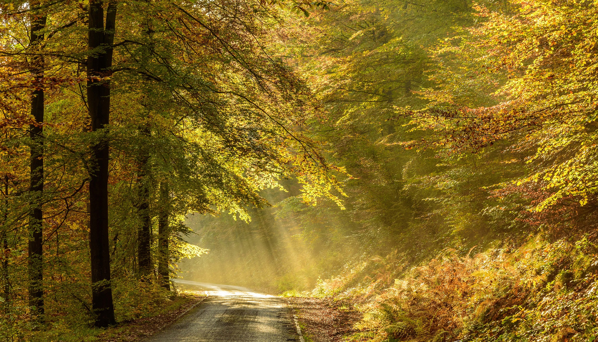 Download mobile wallpaper Nature, Road, Forest, Sunbeam, Man Made for free.