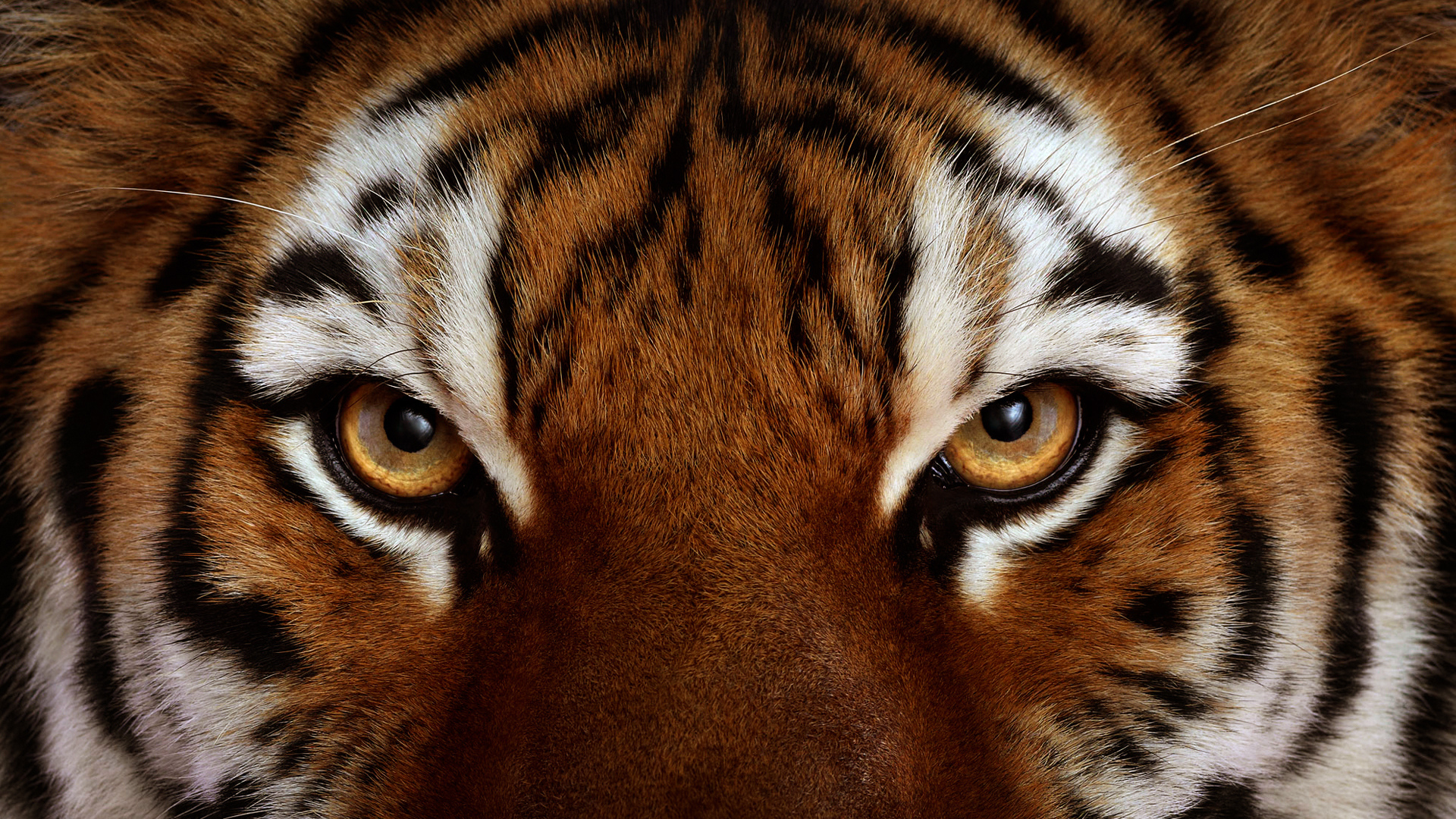 Descarga gratuita de fondo de pantalla para móvil de Animales, Tigre.