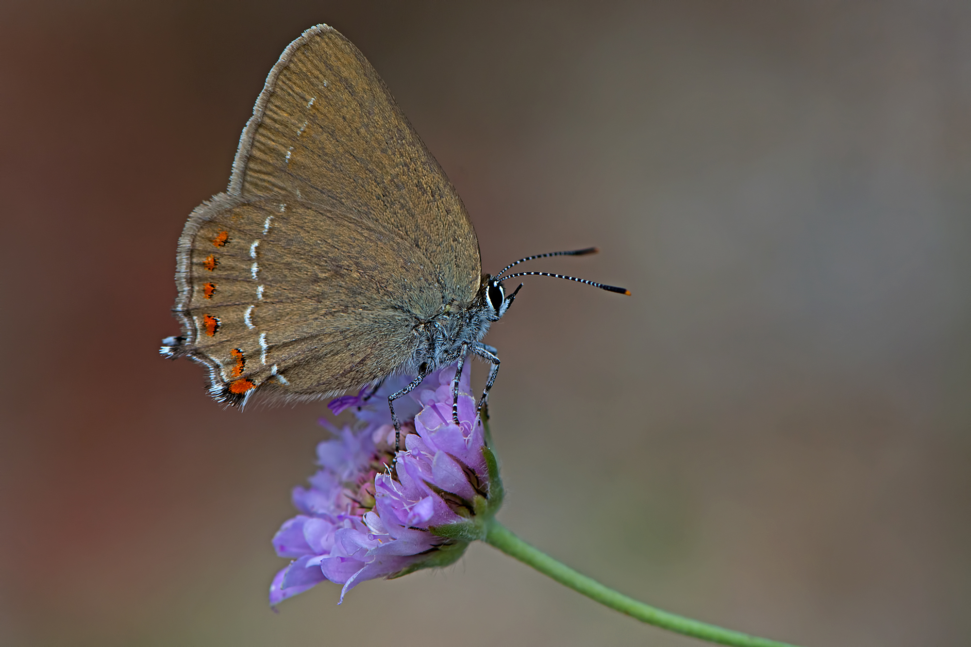 Descarga gratuita de fondo de pantalla para móvil de Animales, Mariposa.