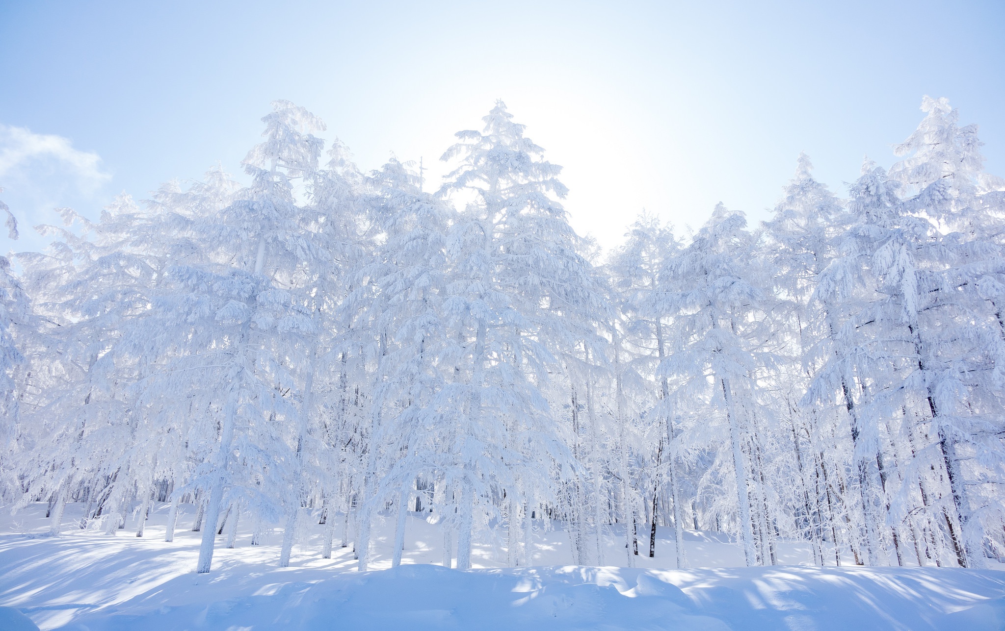 Free download wallpaper Winter, Nature, Snow, Forest, Tree, Earth, Sunny on your PC desktop