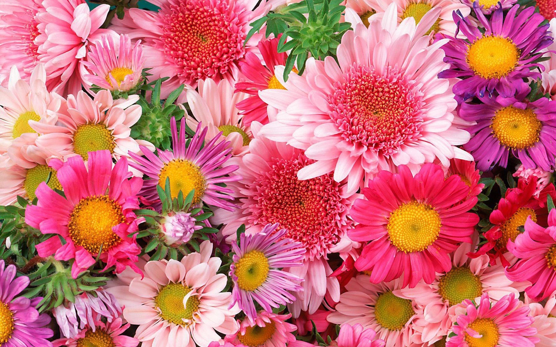 Free download wallpaper Flower, Earth on your PC desktop