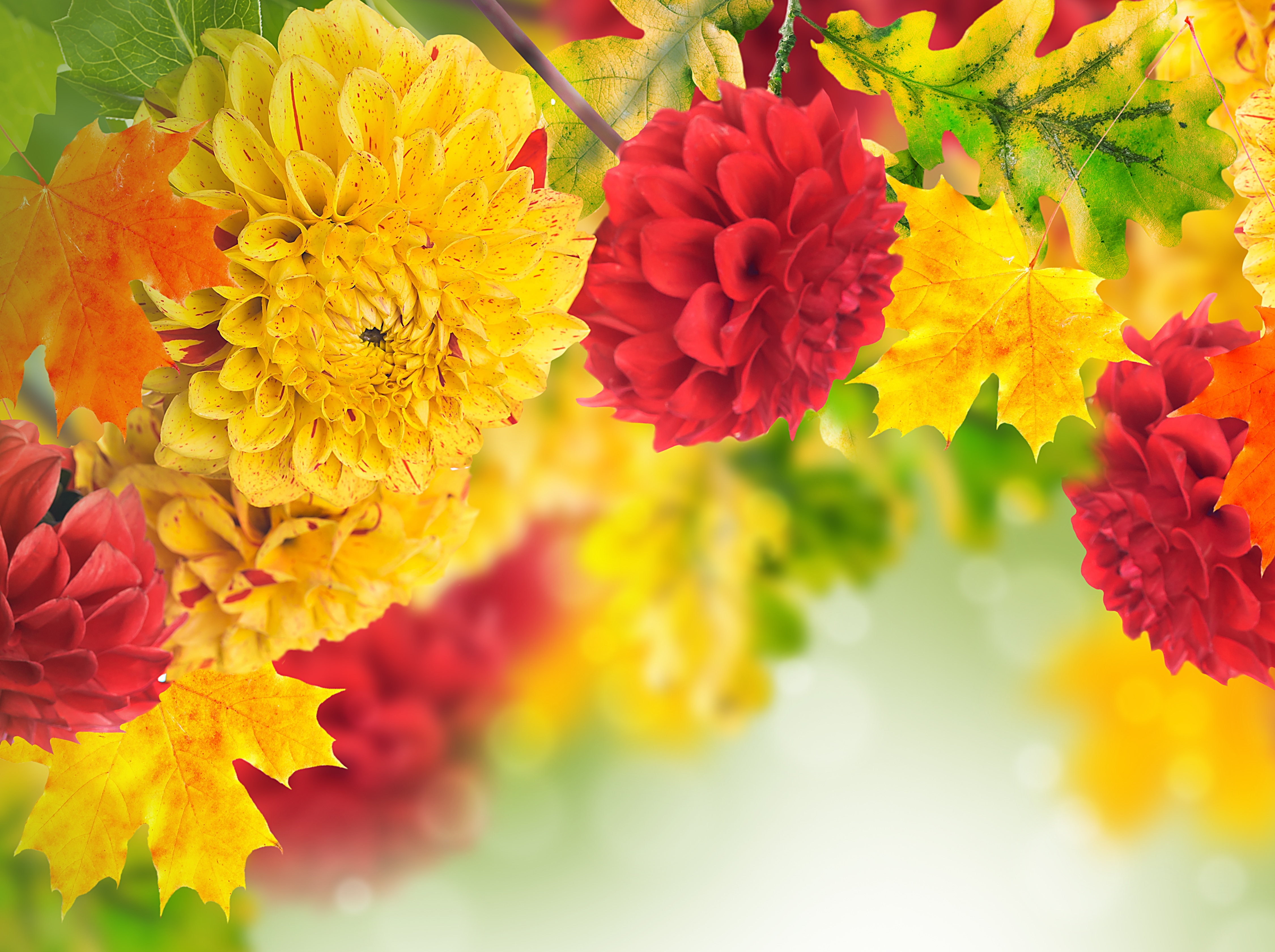 Free download wallpaper Flowers, Earth, Dahlia on your PC desktop
