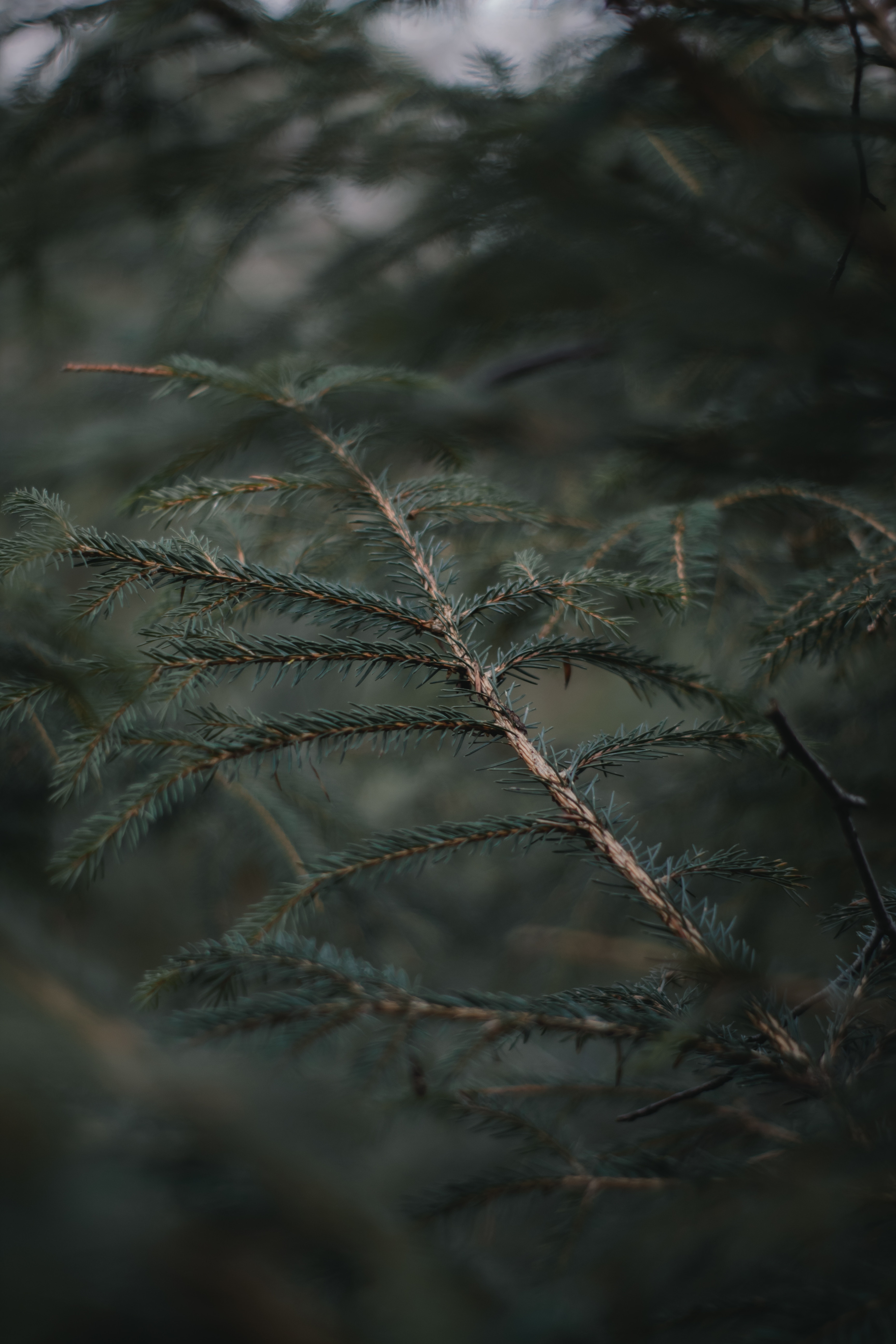 Free download wallpaper Needle, Macro, Forest, Blur, Smooth, Branch on your PC desktop
