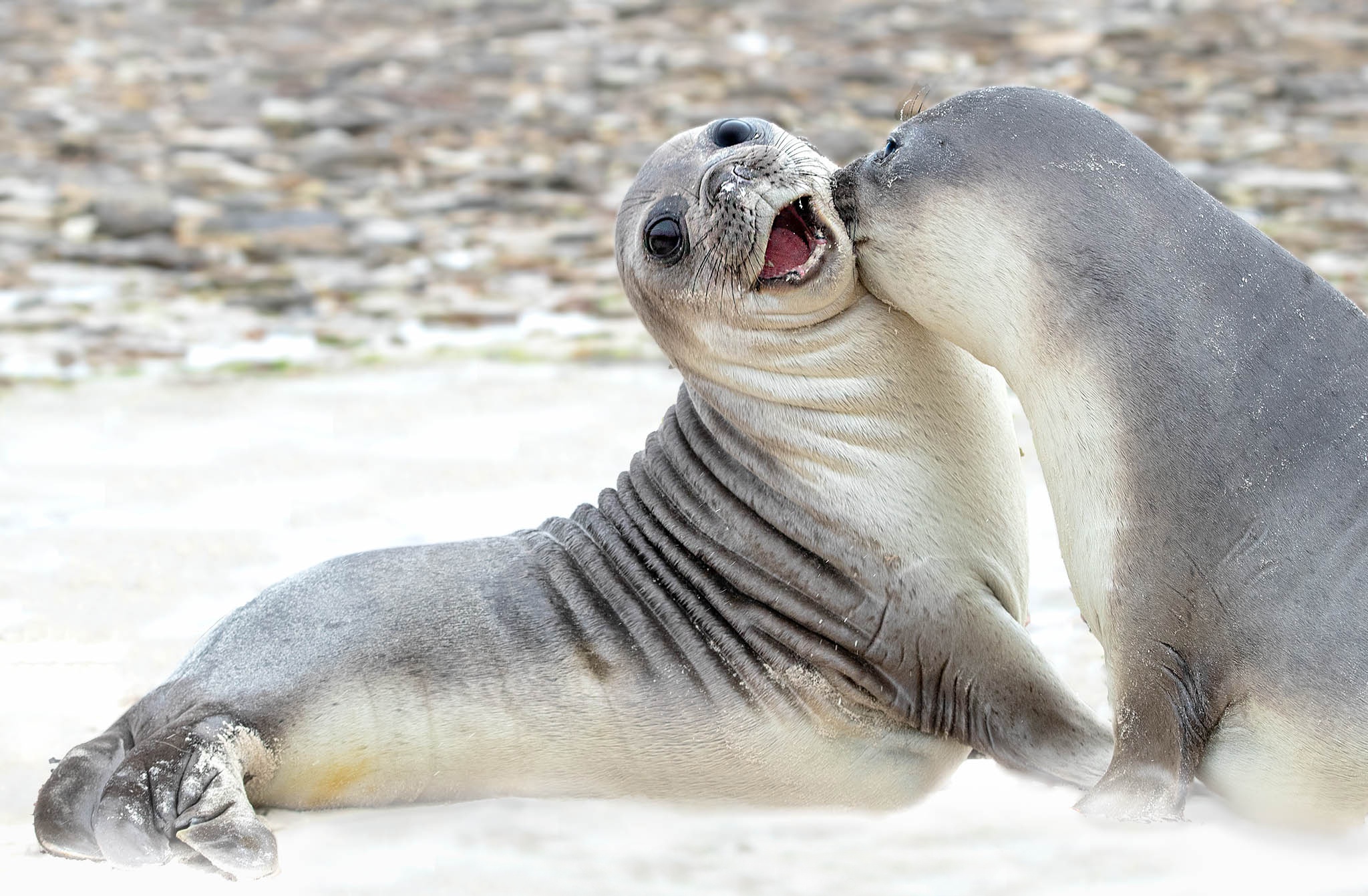 animal, elephant seal, seals