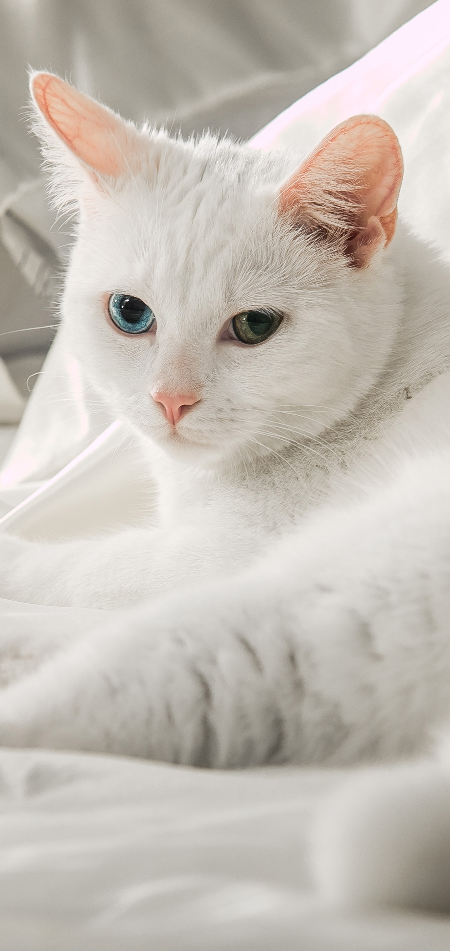 Baixe gratuitamente a imagem Animais, Gatos, Gato, Heterocromia na área de trabalho do seu PC