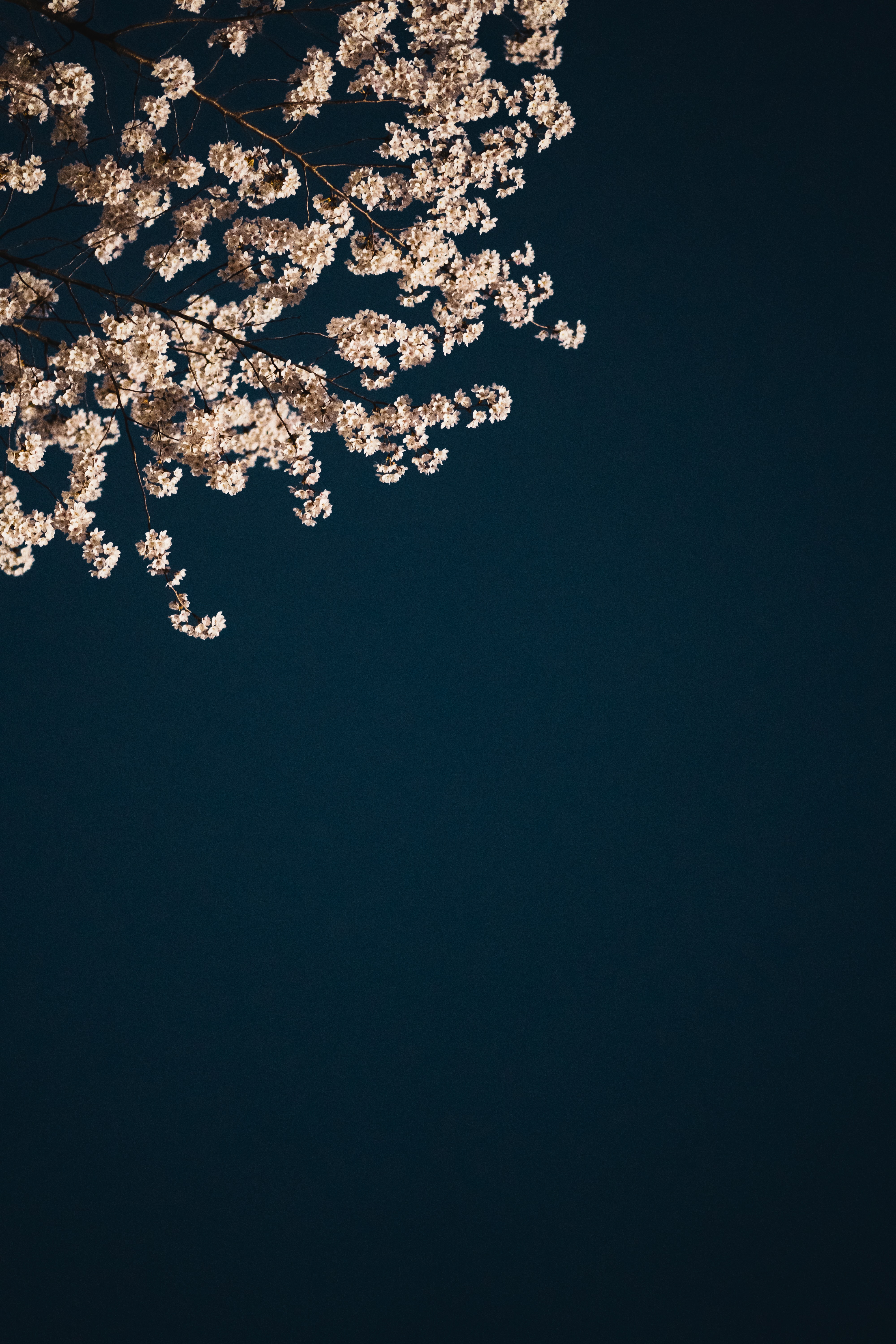 minimalism, sakura, flowers, aesthetics, branches