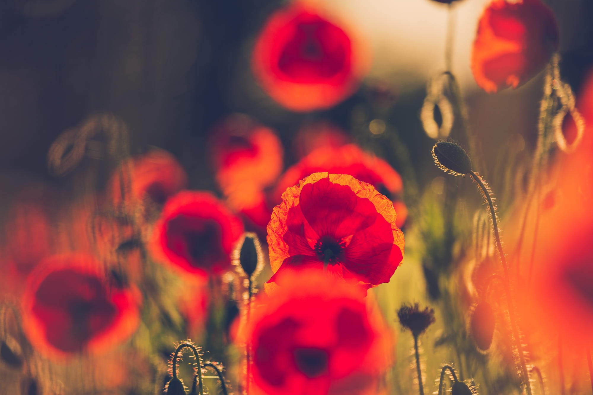 Handy-Wallpaper Natur, Blumen, Mohn, Blume, Rote Blume, Erde/natur kostenlos herunterladen.