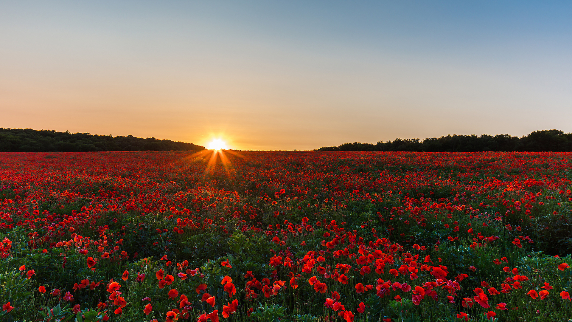 Téléchargez gratuitement l'image Coquelicot, Fleurs, Fleur, Terre/nature sur le bureau de votre PC