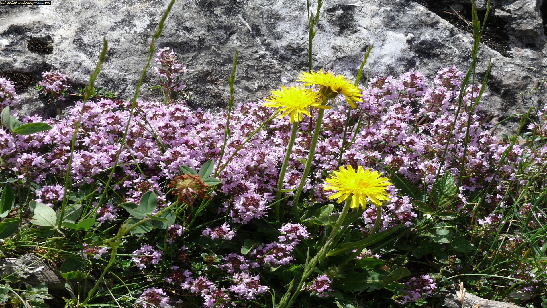 Handy-Wallpaper Blumen, Blume, Erde/natur kostenlos herunterladen.