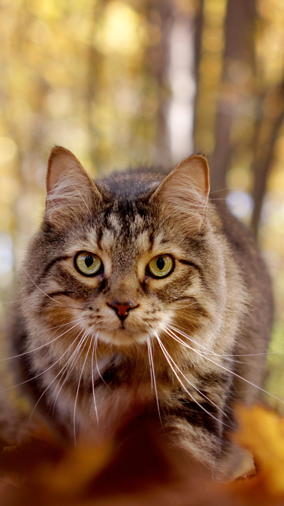 Baixar papel de parede para celular de Animais, Gatos, Gato, Olhar Fixamente, Profundidade De Campo gratuito.