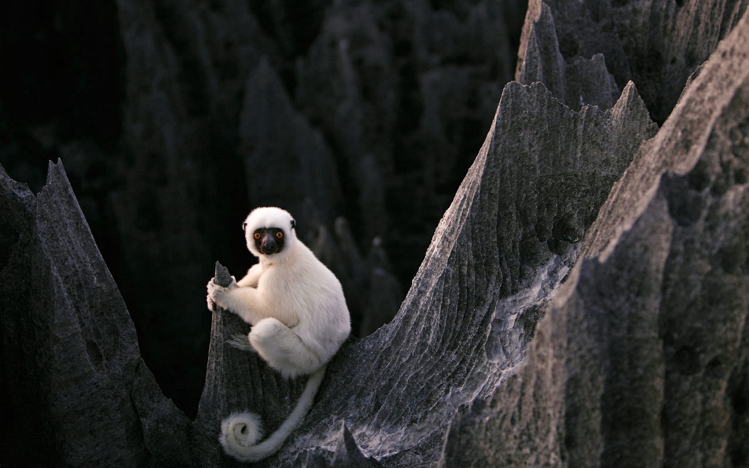 stones, animals, sit, lemur desktop HD wallpaper
