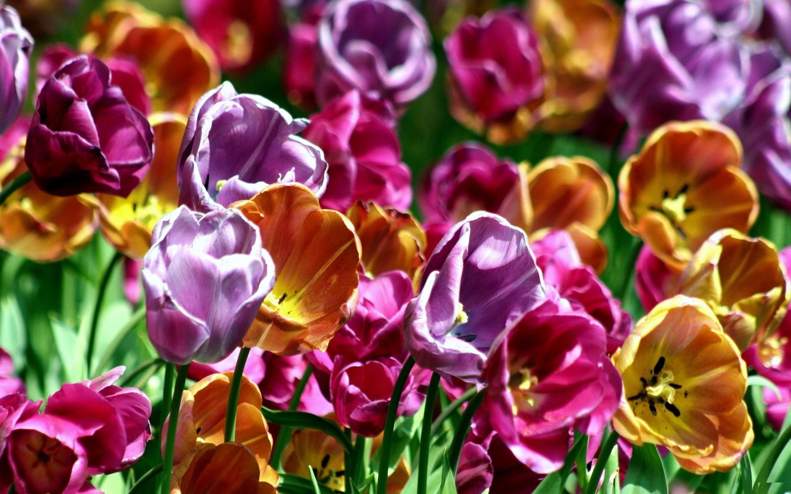 Descarga gratuita de fondo de pantalla para móvil de Flores, Flor, Tulipán, Tierra/naturaleza.