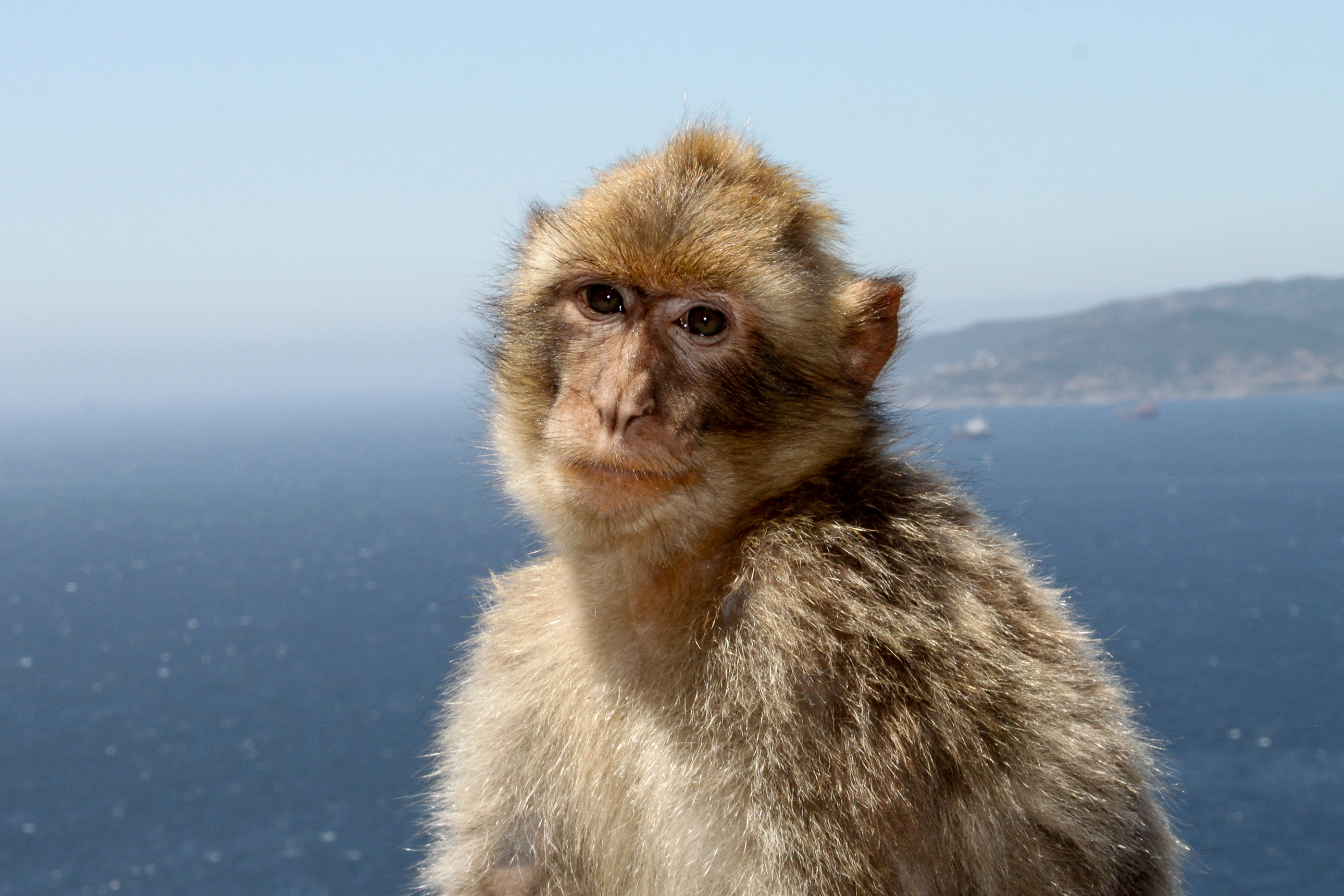 Free download wallpaper Monkeys, Monkey, Animal, Primate on your PC desktop