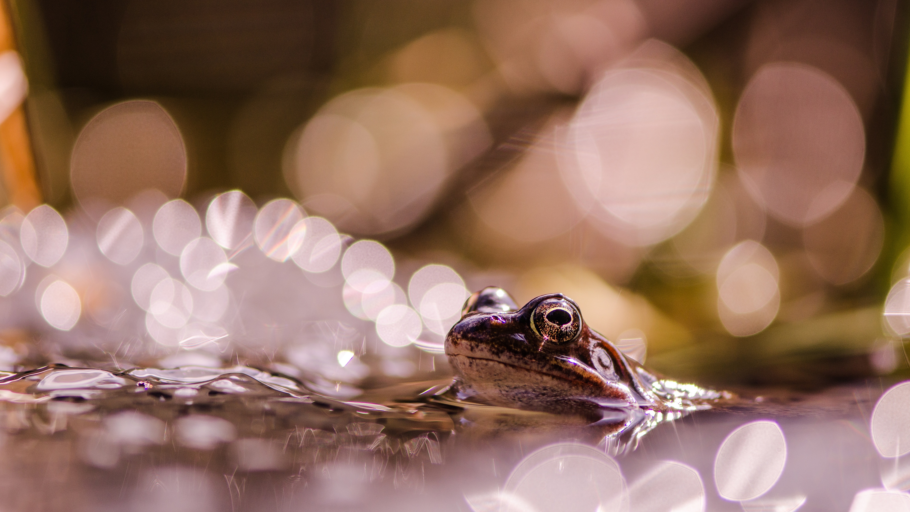 Download mobile wallpaper Frogs, Animal, Bokeh, Frog, Amphibian for free.